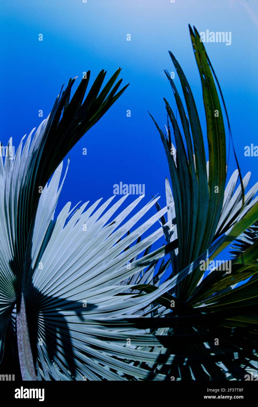 Piante tropicali, Coral Gables Coral Gables, Florida Foto Stock