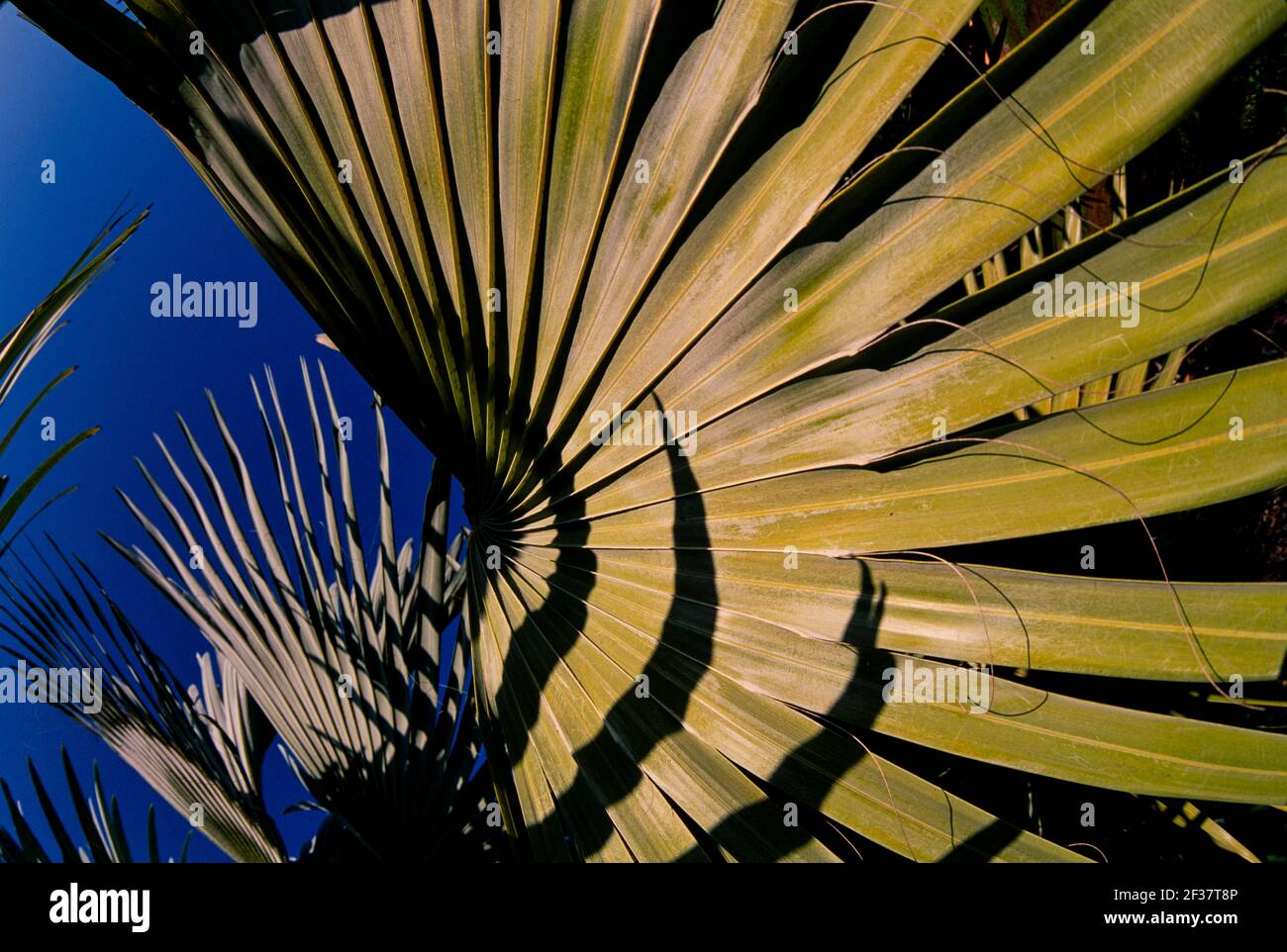 Piante tropicali, Coral Gables Coral Gables, Florida Foto Stock