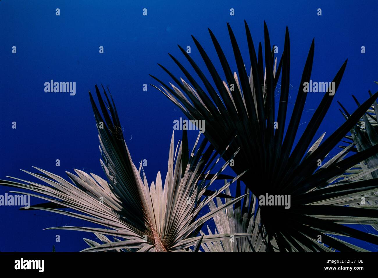 Piante tropicali, Coral Gables Coral Gables, Florida Foto Stock