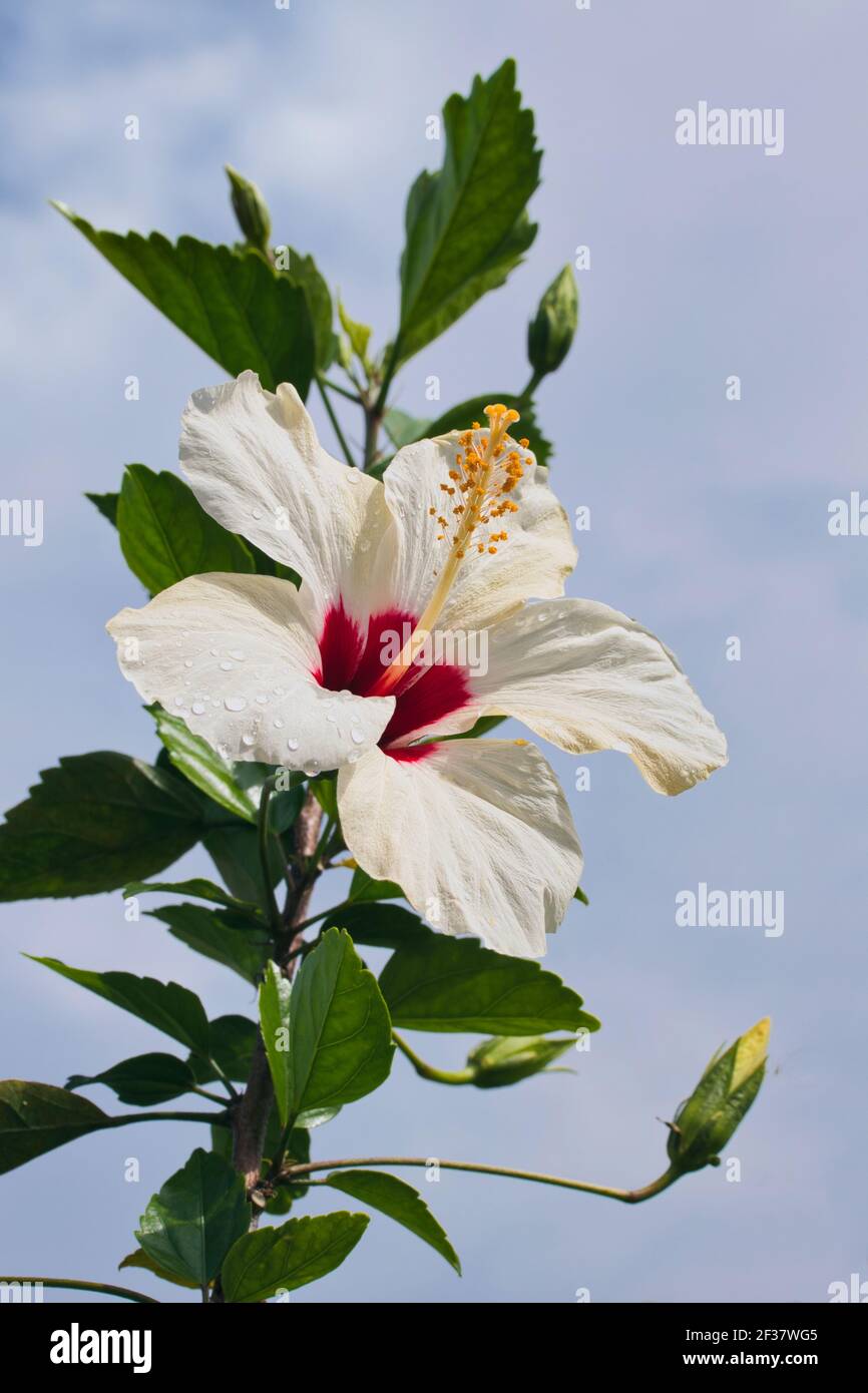 Vista ad angolo basso di un bel fiore bianco di ibisco con cielo blu sullo sfondo. Foto Stock