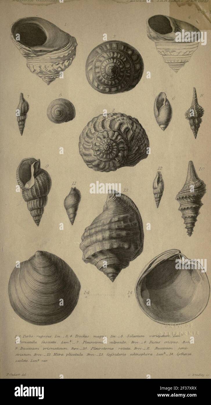 Principi di geologia Foto Stock