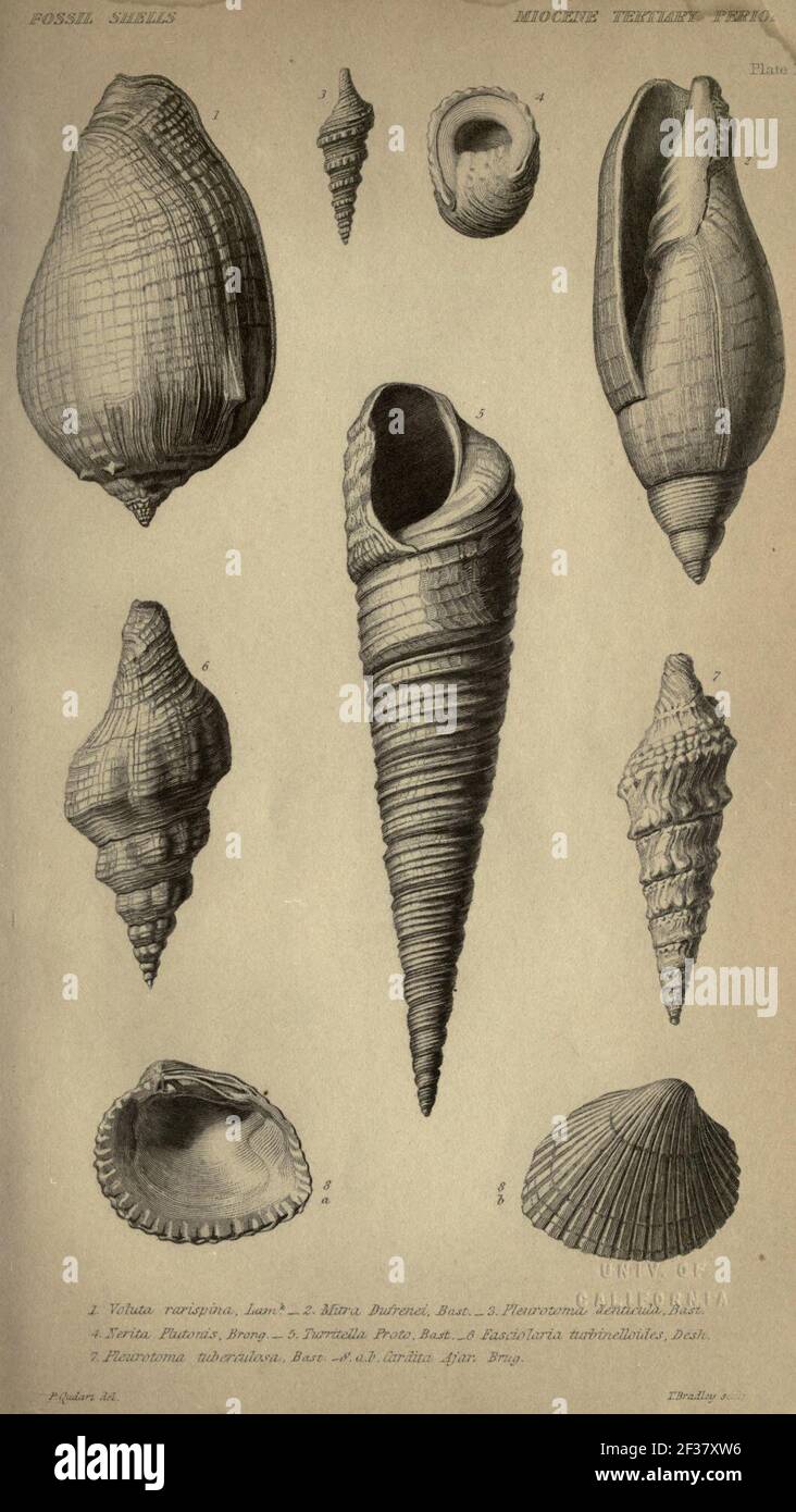 Principi di geologia Foto Stock