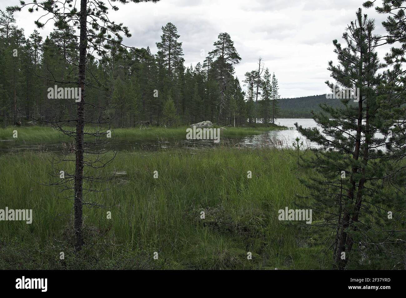 Finlandia, Finnland; pini singoli su un lago nella taiga. Einzelne Kiefern un einem vedere in der Taiga. Un paesaggio tipico della Finlandia Foto Stock