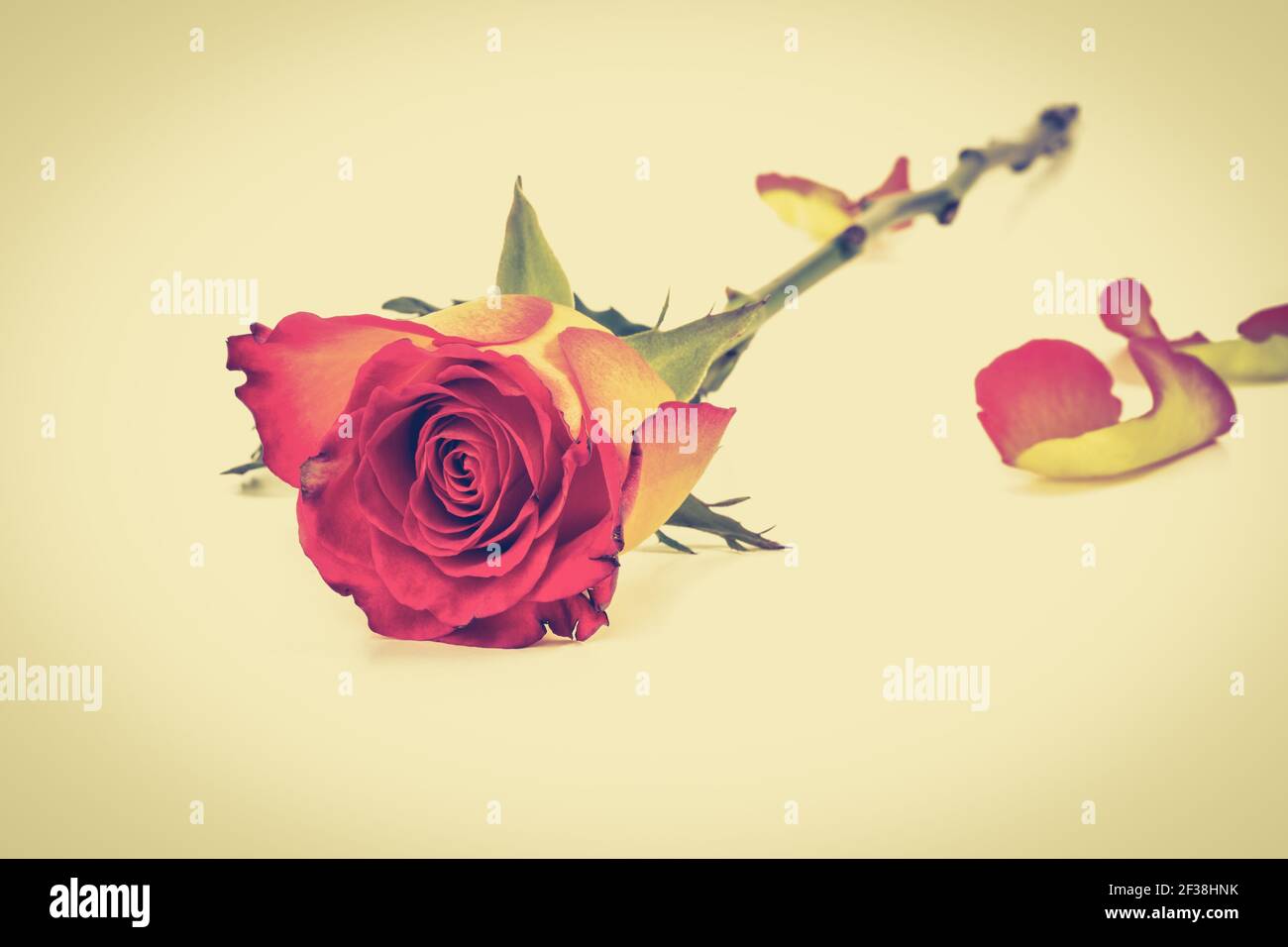 Bella posa rosa giallo-rosso, tonalità vintage Foto Stock
