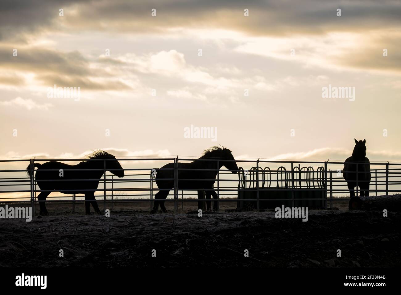 Cavalli in un Corral che gioca intorno all'alba nel nord dell'Idaho. Foto Stock