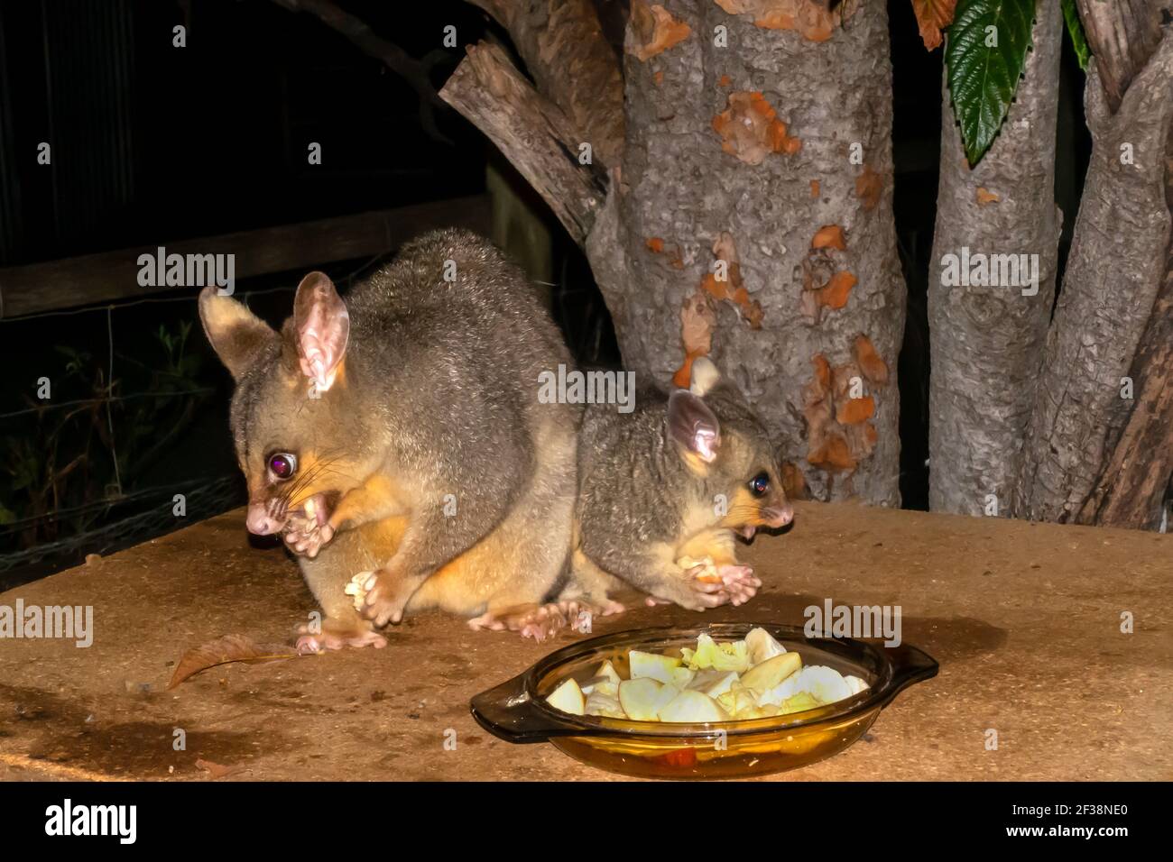 Spazzolare la coda Possum e l'alimentazione joey Foto Stock