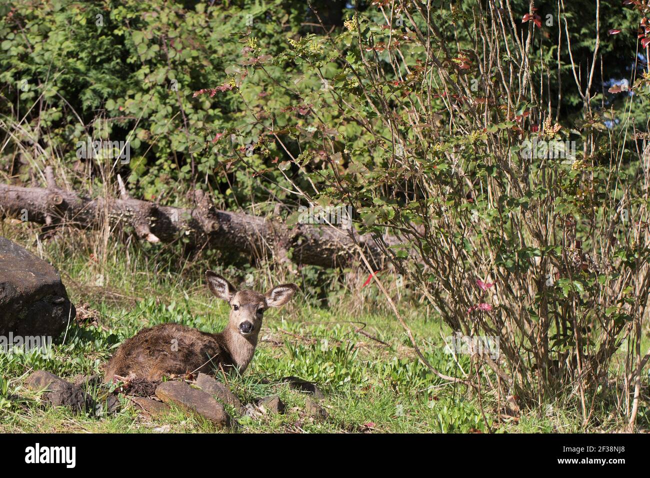 Un giovane cervo sdraiato in un cortile nella periferia di Eugene, Oregon, USA. Foto Stock
