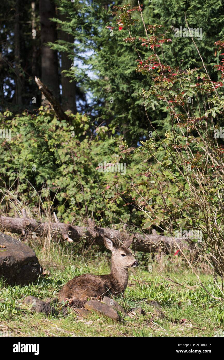 Un giovane cervo sdraiato in un cortile nella periferia di Eugene, Oregon, USA. Foto Stock