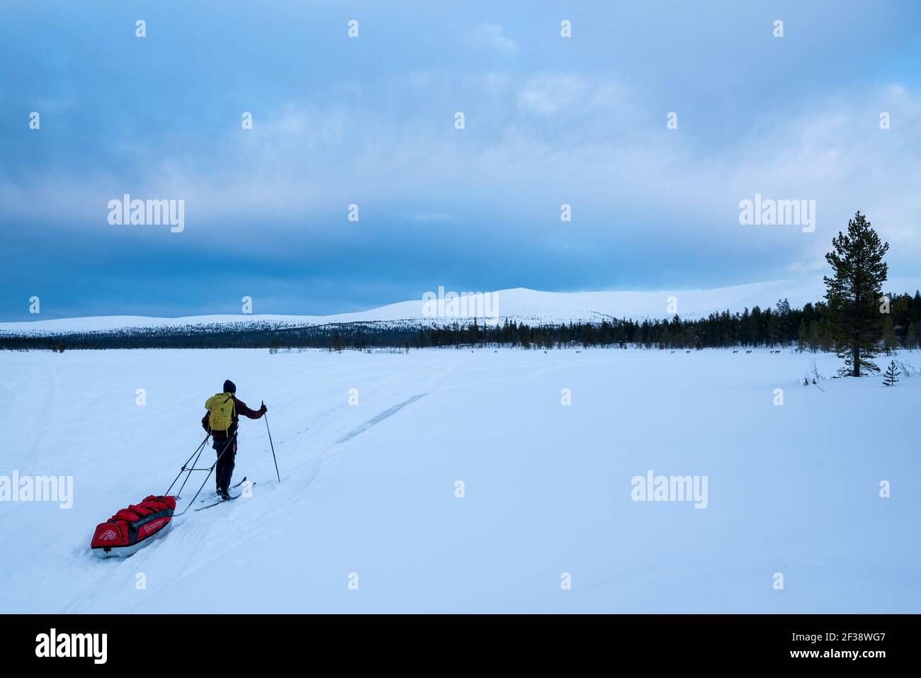 Sci alpinismo nel Parco Nazionale di Urho Kekkonen, Sodankylä, Lapponia, Finlandia Foto Stock