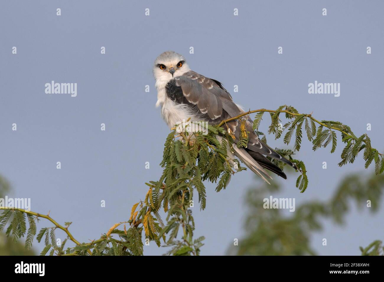 Peregrine falco, Falco peregrinus, Little Rann di Kutch, Gujarat, India Foto Stock