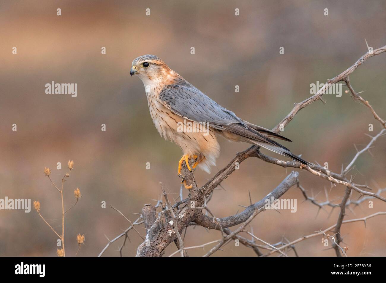 Piccolo falco immagini e fotografie stock ad alta risoluzione - Alamy