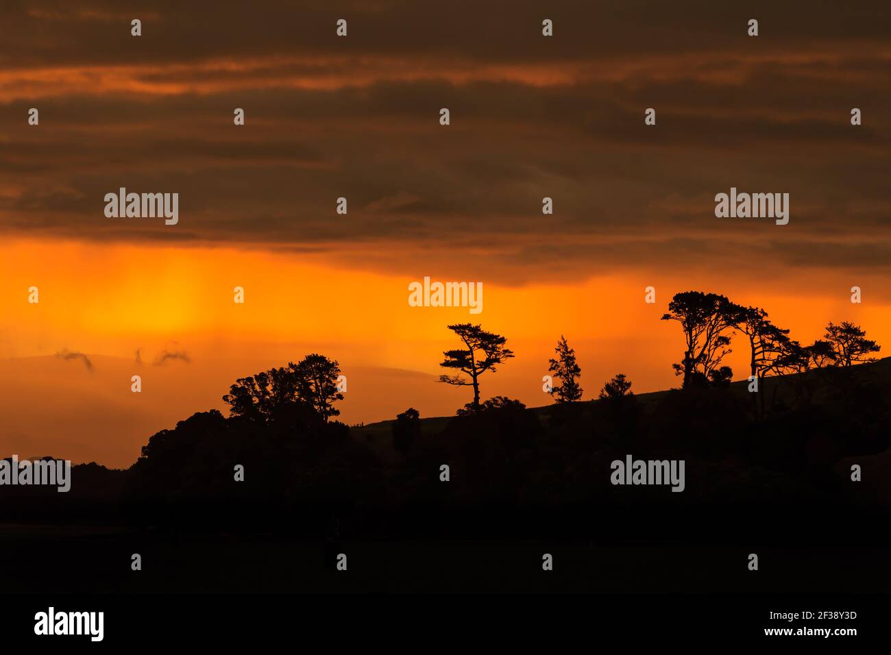 Alberi su una collina silhoueted contro un tramonto arancione luminoso cielo Foto Stock