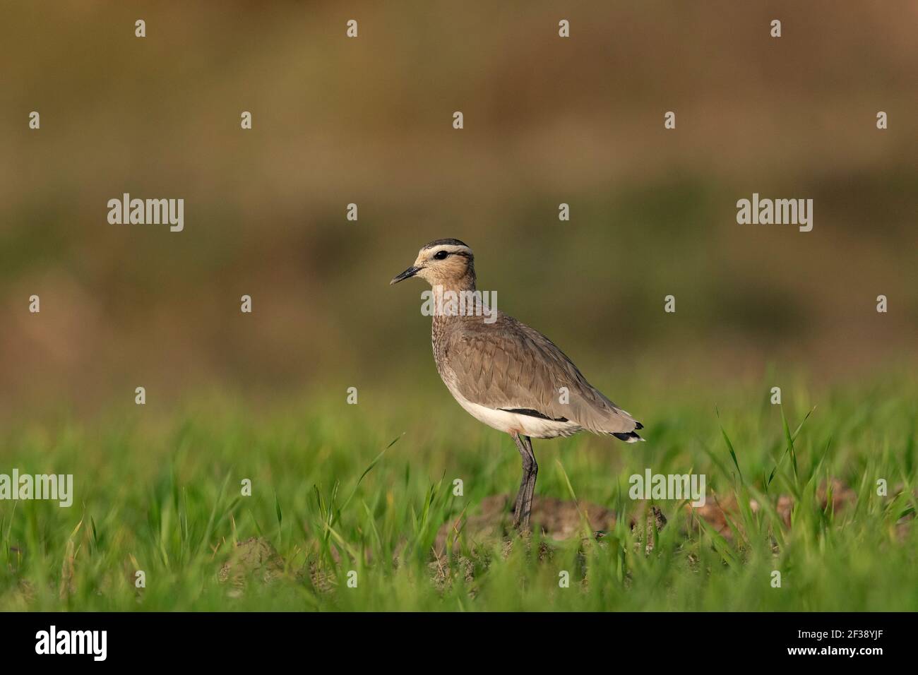 Lapwing socievole, Vanellus gregarius, Nal Sarovar Bird Sanctuary, Gujarat, India Foto Stock