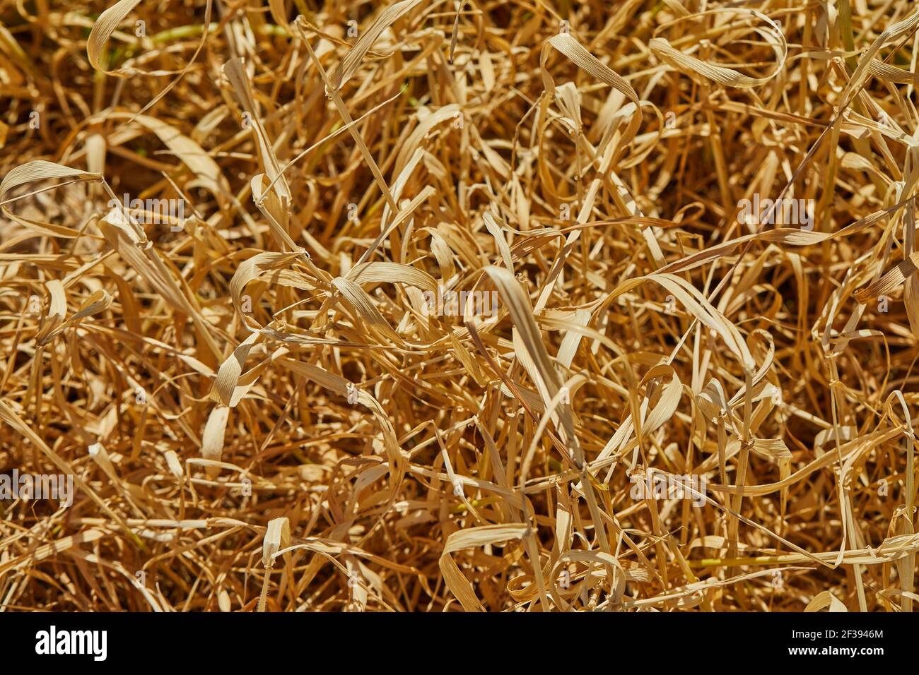 Trama di fondo di erba secca bruciata al sole Foto Stock