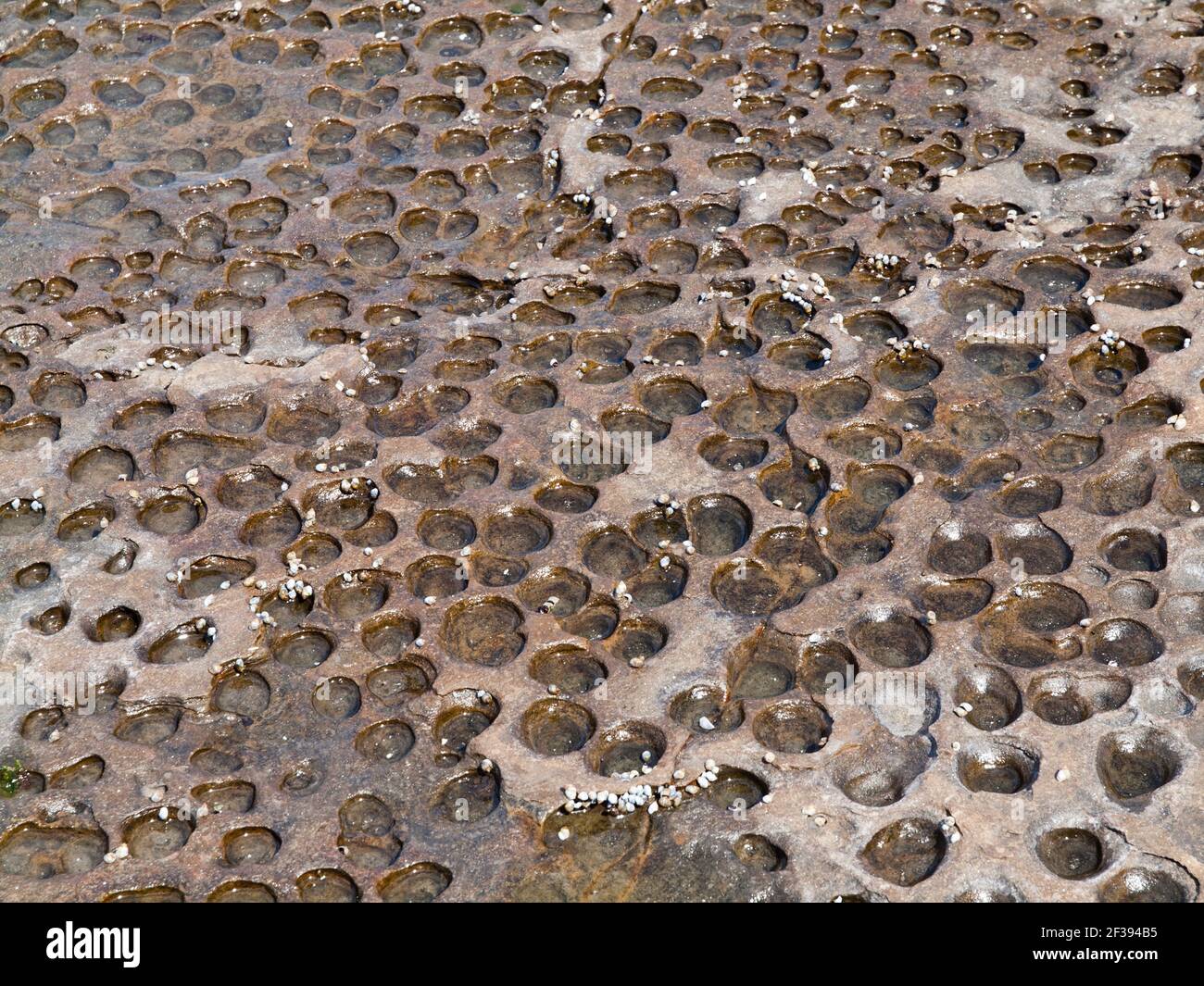 Molluschi, Murramarang National Park, NSW, Australia Foto Stock