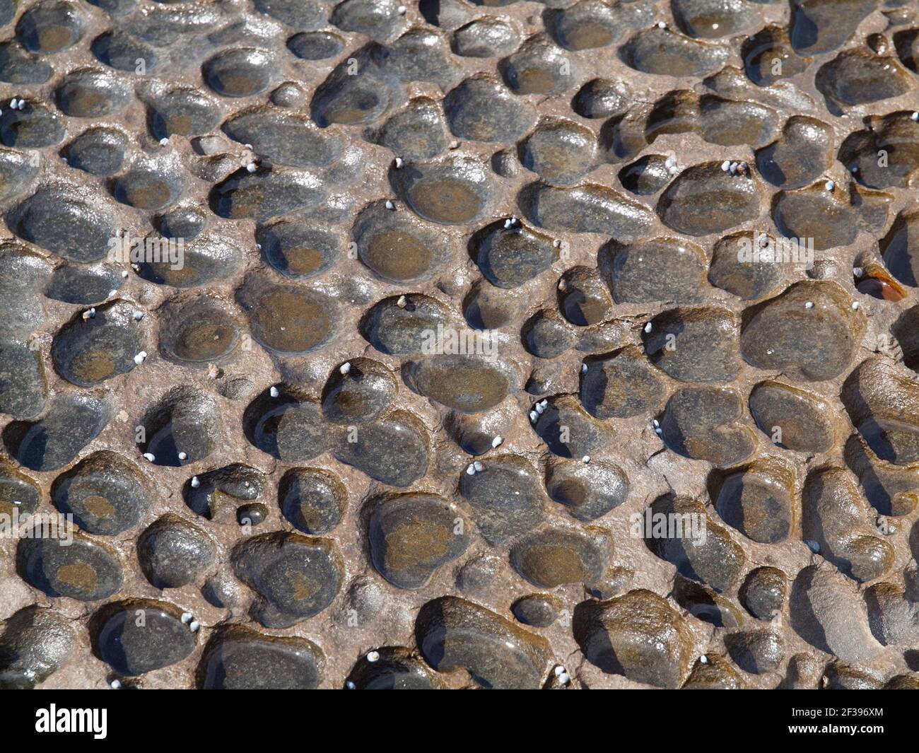 Cave erose in pietra arenaria piattaforma, Depot Beach, Murramarang National Park, NSW, Australia Foto Stock