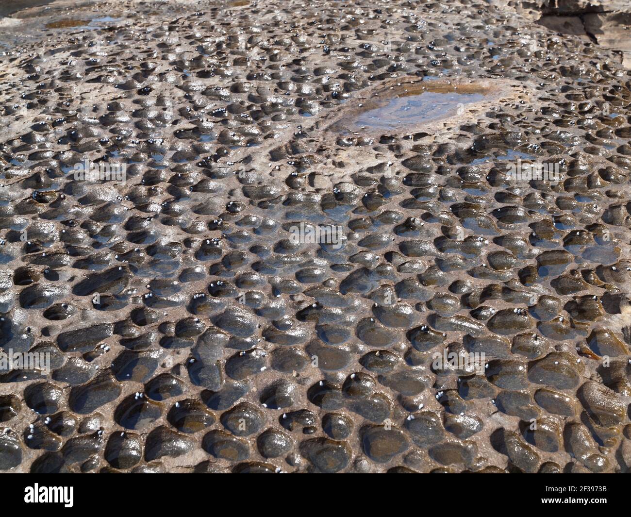 Cave erose nella piattaforma rocciosa, Depot Beach, Murramarang National Park, NSW, Australia Foto Stock