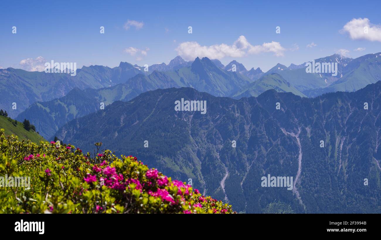 Geografia / viaggio, Germania, Baviera, rosa alpina fiorire a Fellhorn (picco), dietro di esso le Alpi Allgaeu, Allgae, Freedom-of-Panorama Foto Stock