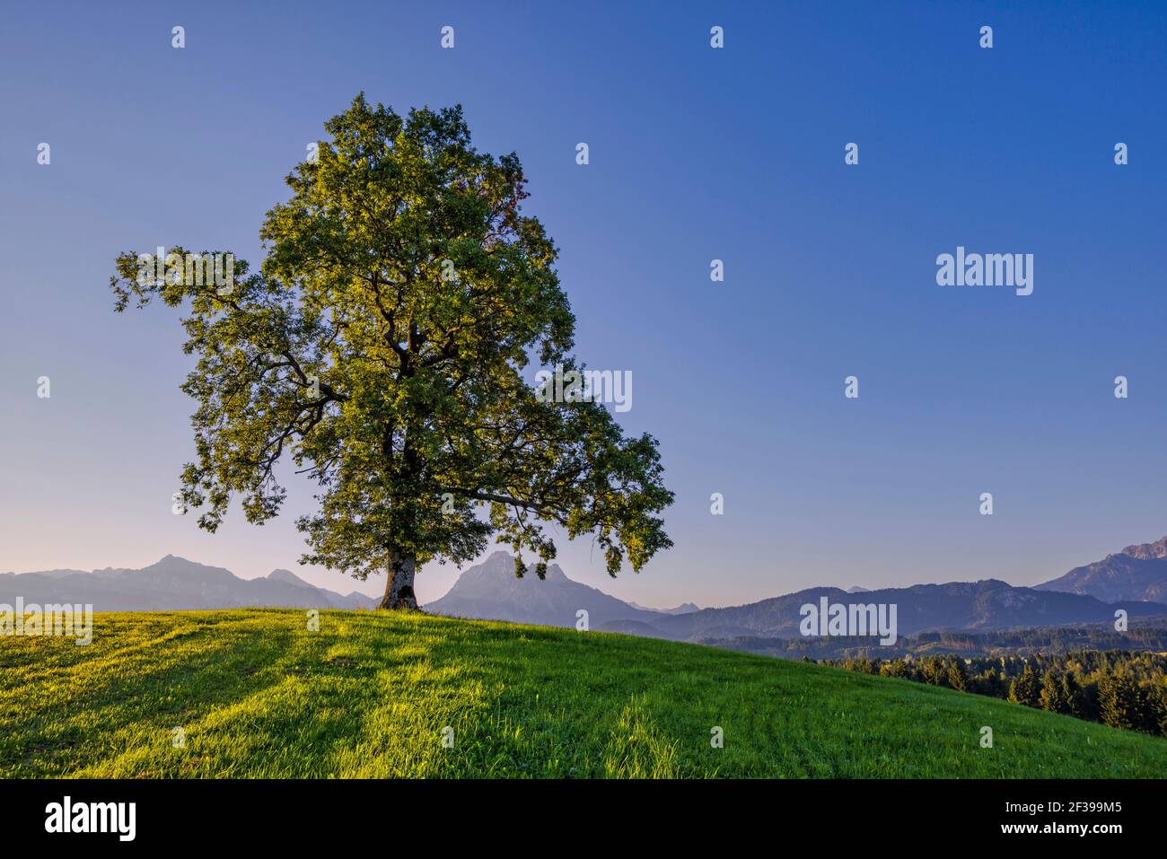 Geografia / viaggio, Germania, Baviera, diverse querce comuni (Quercus robur), accanto a Fuessen, dietro di essa del Saeuling (picco), 2047, Freedom-of-Panorama Foto Stock