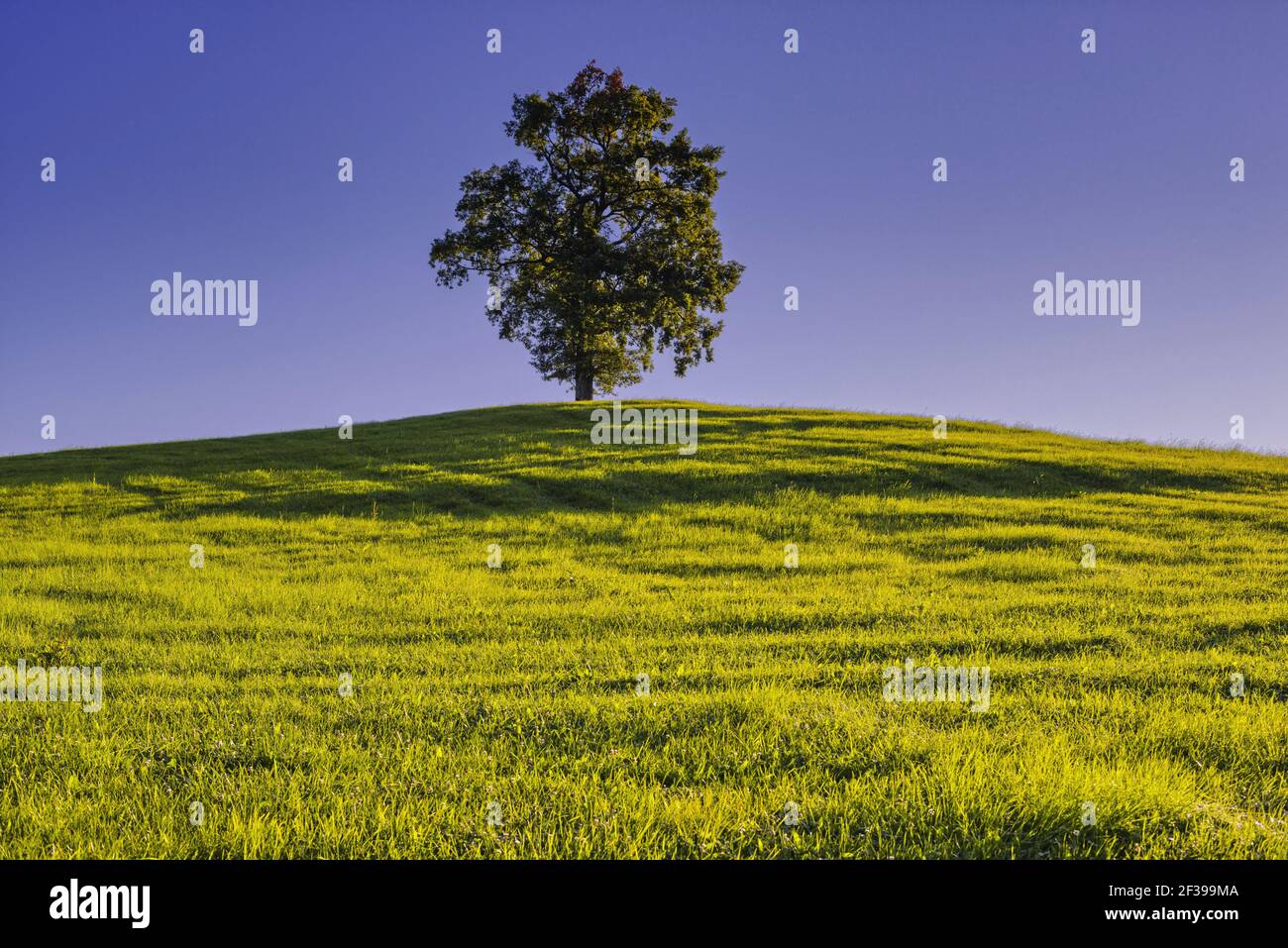 Geografia / viaggio, Germania, Baviera, diverse querce comuni (Quercus robur), vicino a Fuessen, East Allgae, Freedom-of-Panorama Foto Stock