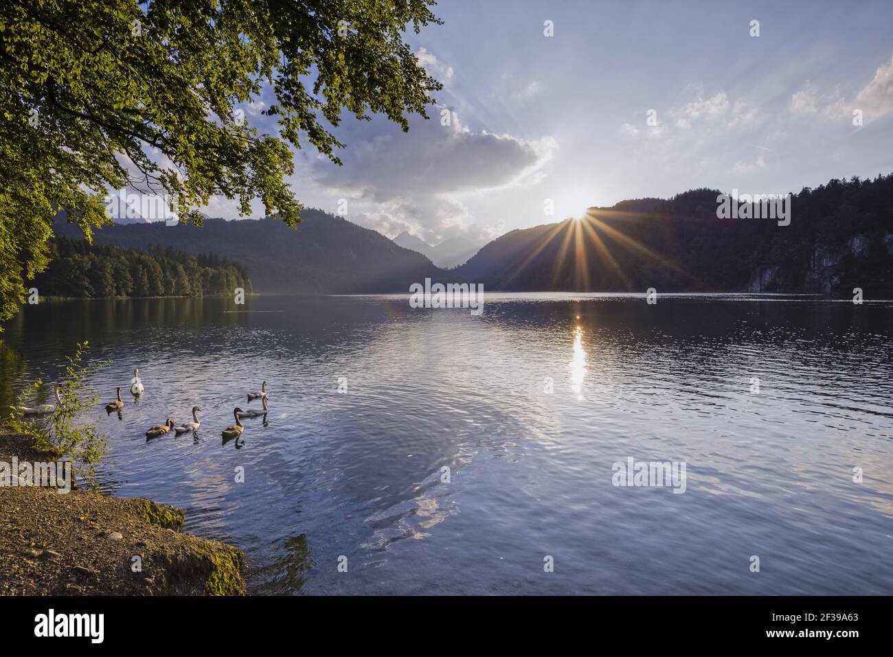 Geografia / viaggio, Germania, Baviera, Mute Swans (Cygnus olor), tramonto, Alpsee (lago), vicino a Fuessen, East Allgae, Libertà di panorama Foto Stock