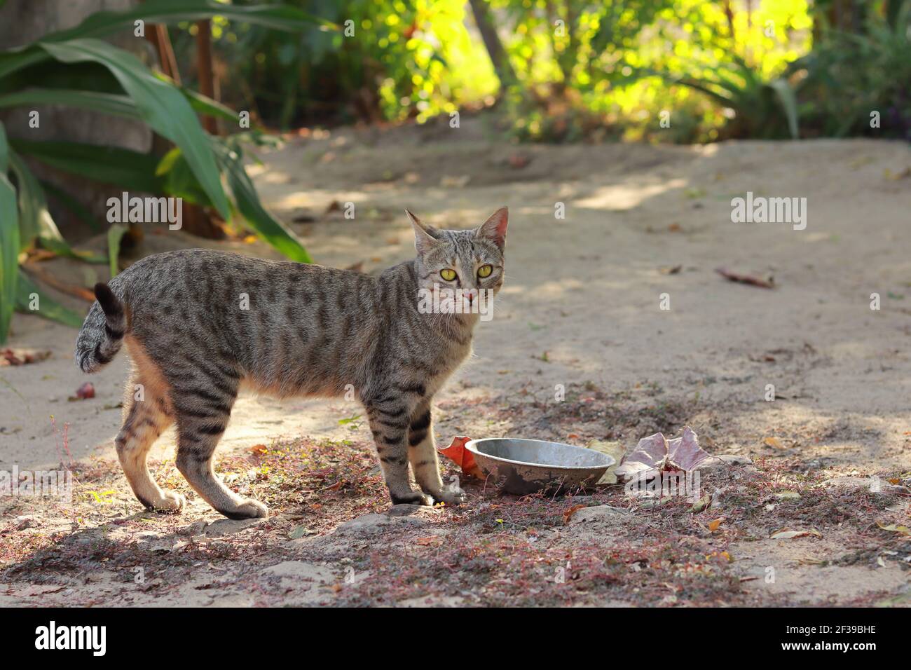 Un gatto animale domestico in piedi nel cortile della casa vicino alla tazza di cibo e guardando la macchina fotografica, india. Concetto per animale domestico, gatto affamato, beautu Foto Stock