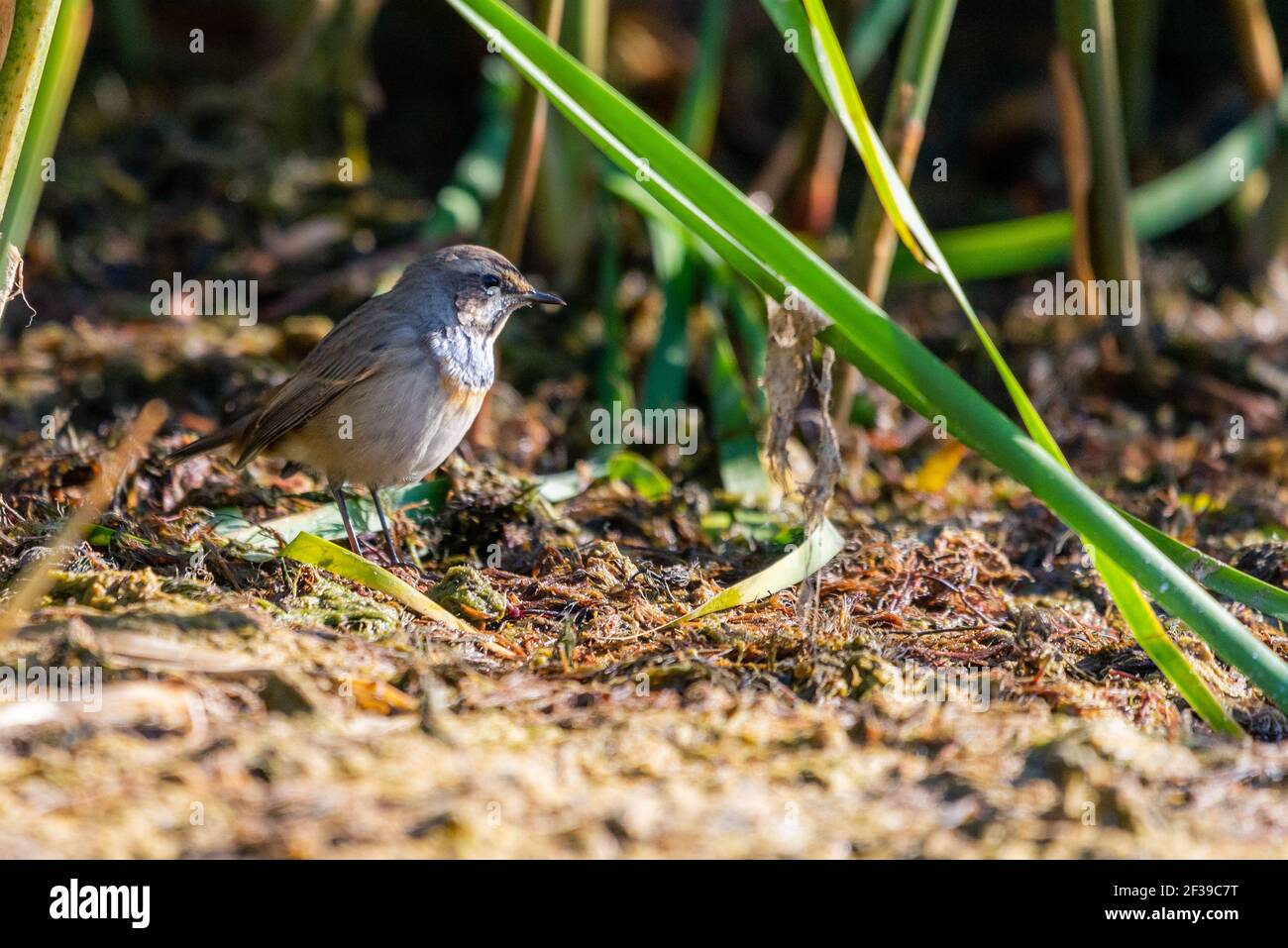 Blueghor o Luscinia svecica. Il bellissimo uccello canta una canzone primaverile nella natura selvaggia. Uccello selvatico in un habitat naturale. Fotografia di fauna selvatica. Foto Stock