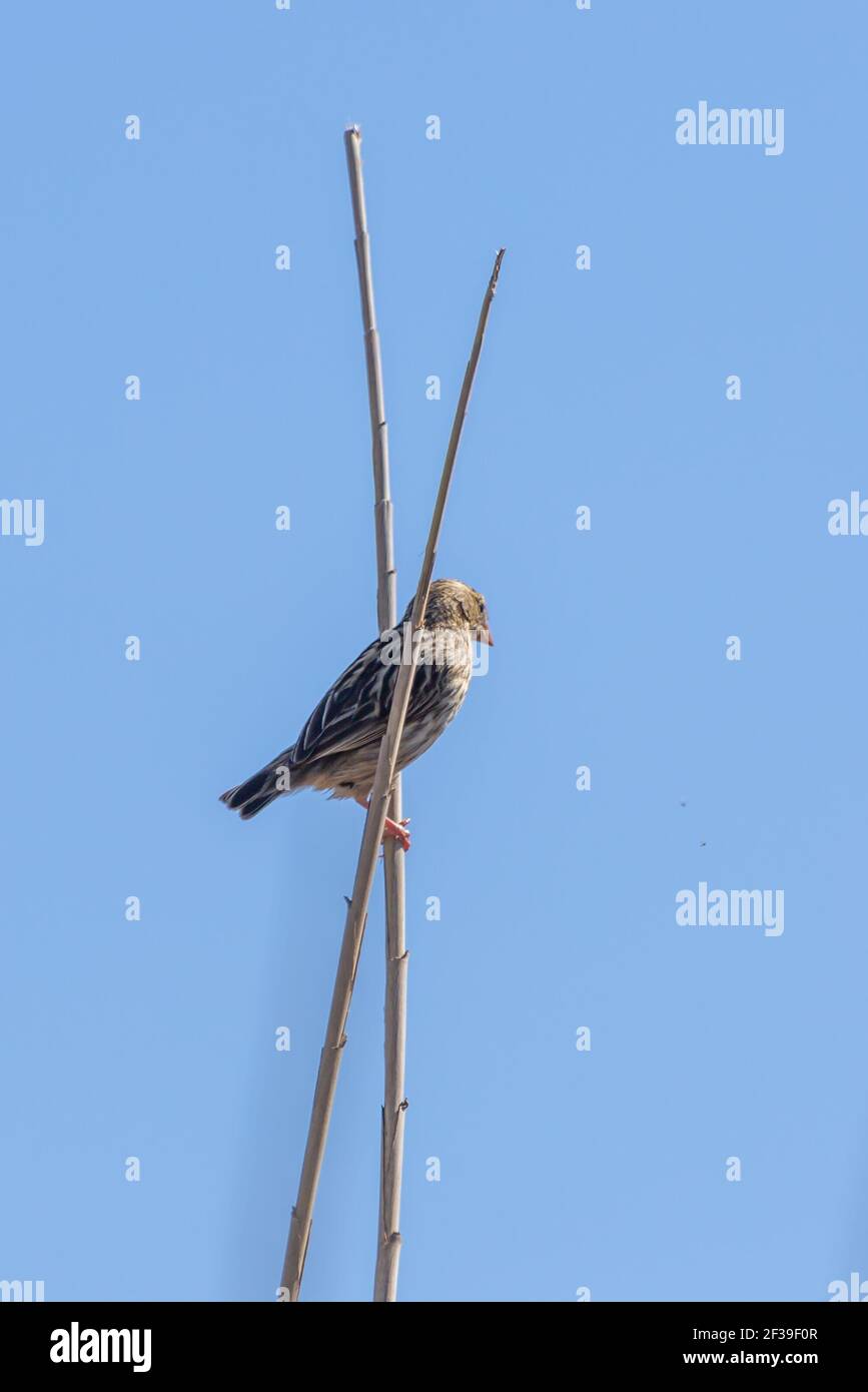 Samll uccello bruno di fronte al cielo blu visto vicino a Darling nel capo occidentale del Sud Africa Foto Stock