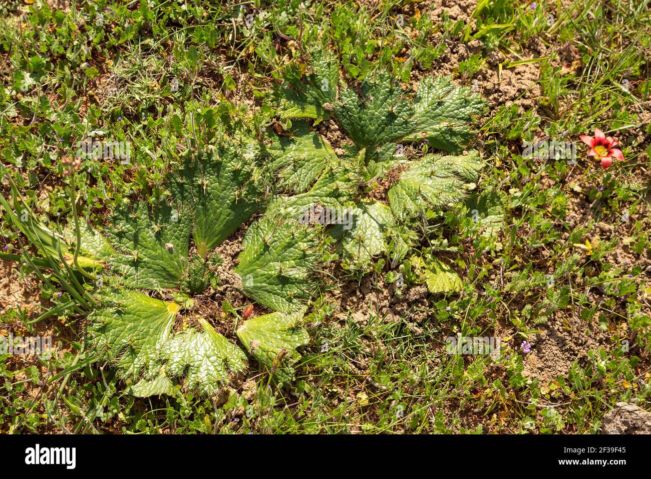 South African Wildflower: Le foglie piatte dell'endemico Arctopus sp. Visto in habiat naturale vicino a Darling nel capo occidentale del Sud Africa Foto Stock