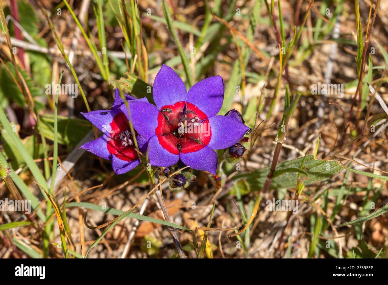 Il bel fiore di Babiana rubrocianea visto in habitat naturale vicino a Darling nel capo occidentale del Sud Africa Foto Stock