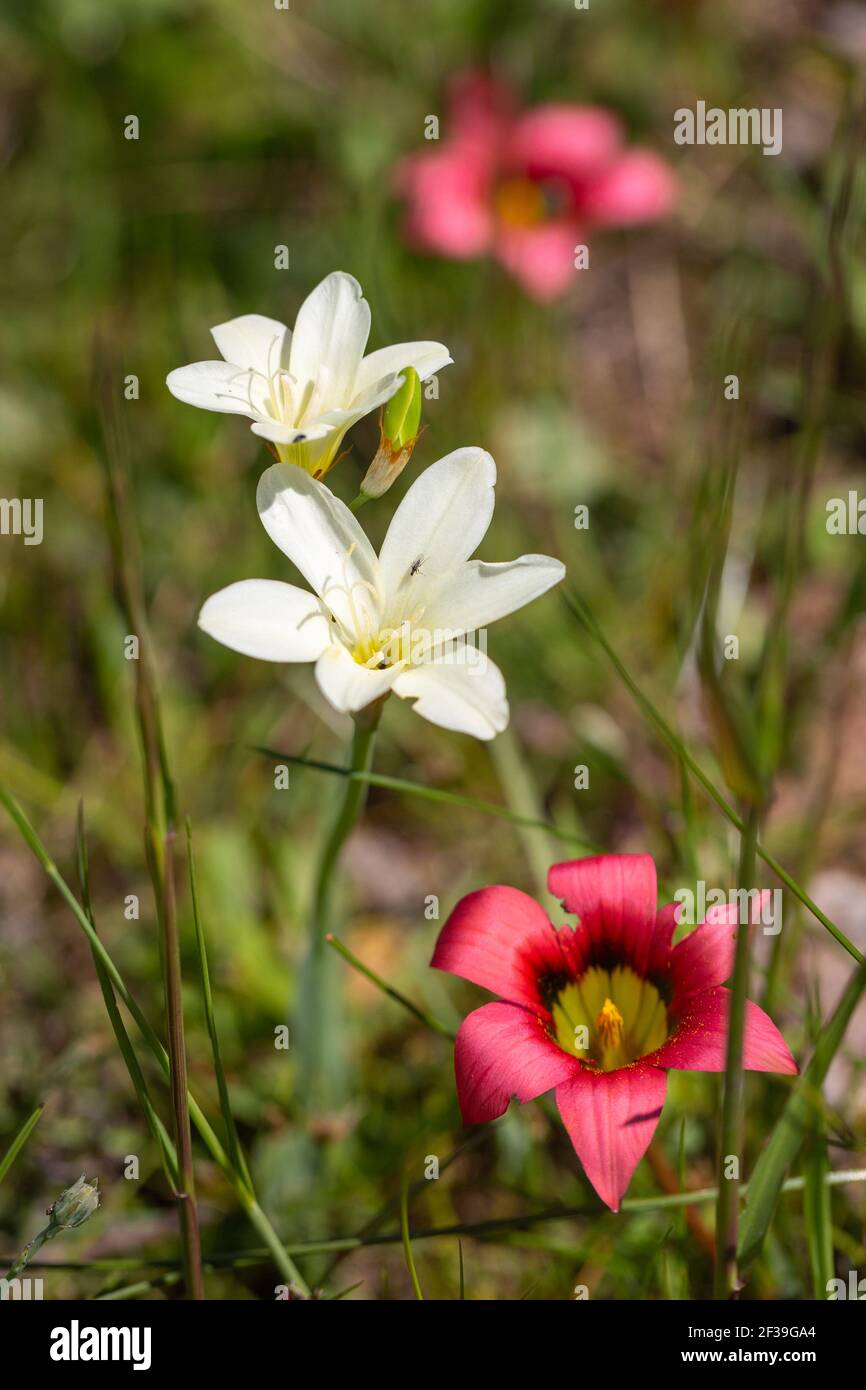Due fiori di Sparaxis bulbifera con un fiore di rosa di esimia Romulea preso in habitat naturale vicino a Darling nel capo occidentale del Sud Africa Foto Stock