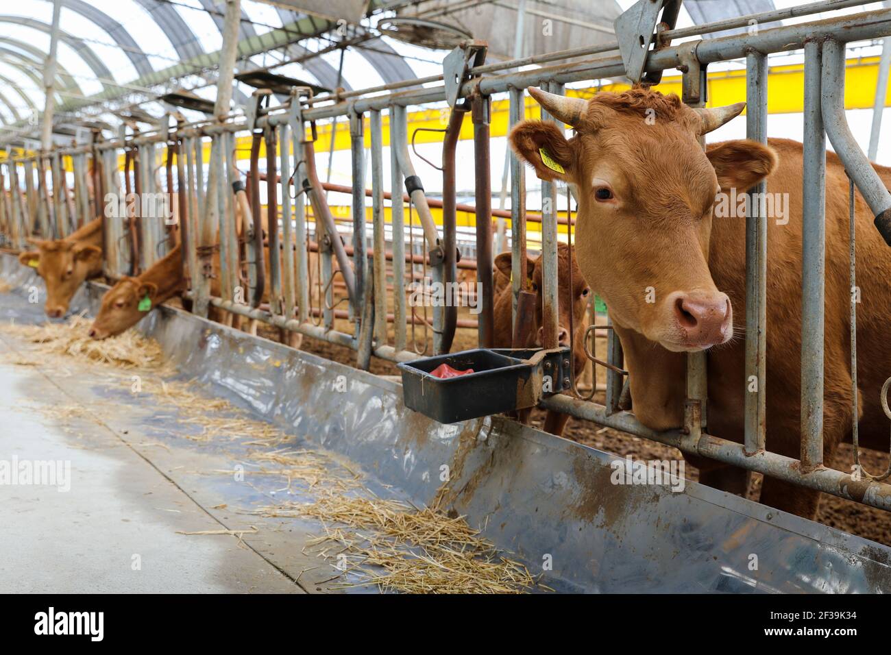 Bovini coreani tra le recinzioni, allevamento di bovini rurali Foto Stock