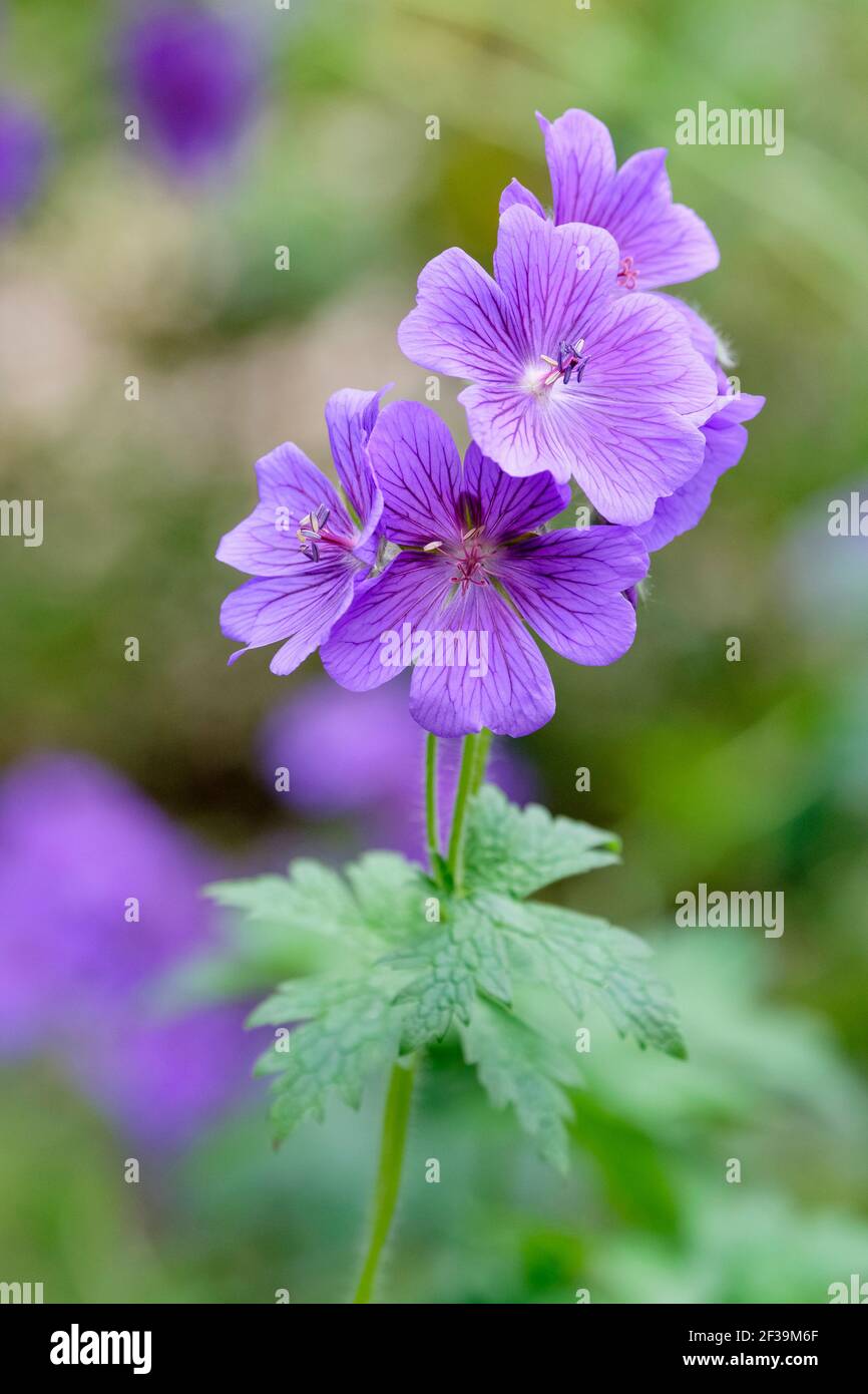 Geranio 'Alan Mayes'. Geranium × magnificum 'Alan Mayes'. Cranesbill 'Alan Mayes'. Fiori blu brillante con venature viola Foto Stock