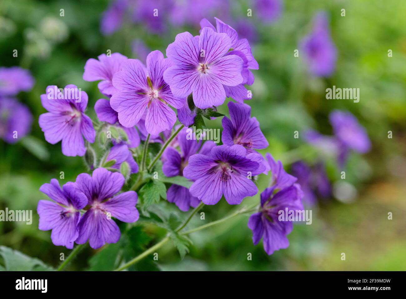 Geranio 'Alan Mayes'. Geranium × magnificum 'Alan Mayes'. Cranesbill 'Alan Mayes'. Fiori blu brillante con venature viola Foto Stock