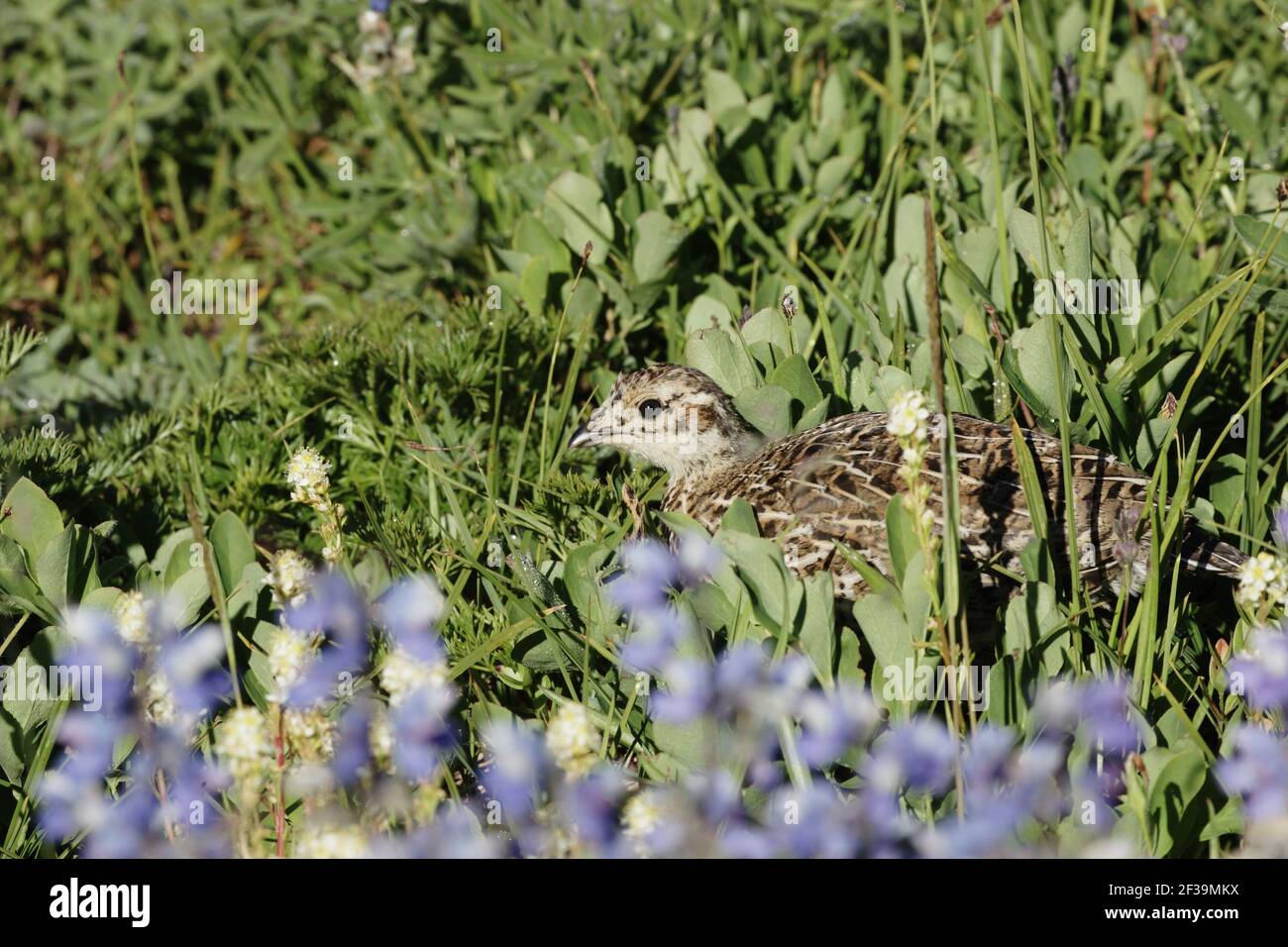 White Tailed Ptarmigan - pulcino nascosto nel prato dei fiori subalpini Paradise Mount Rainier National Park Washington state, USA BI003391 Foto Stock