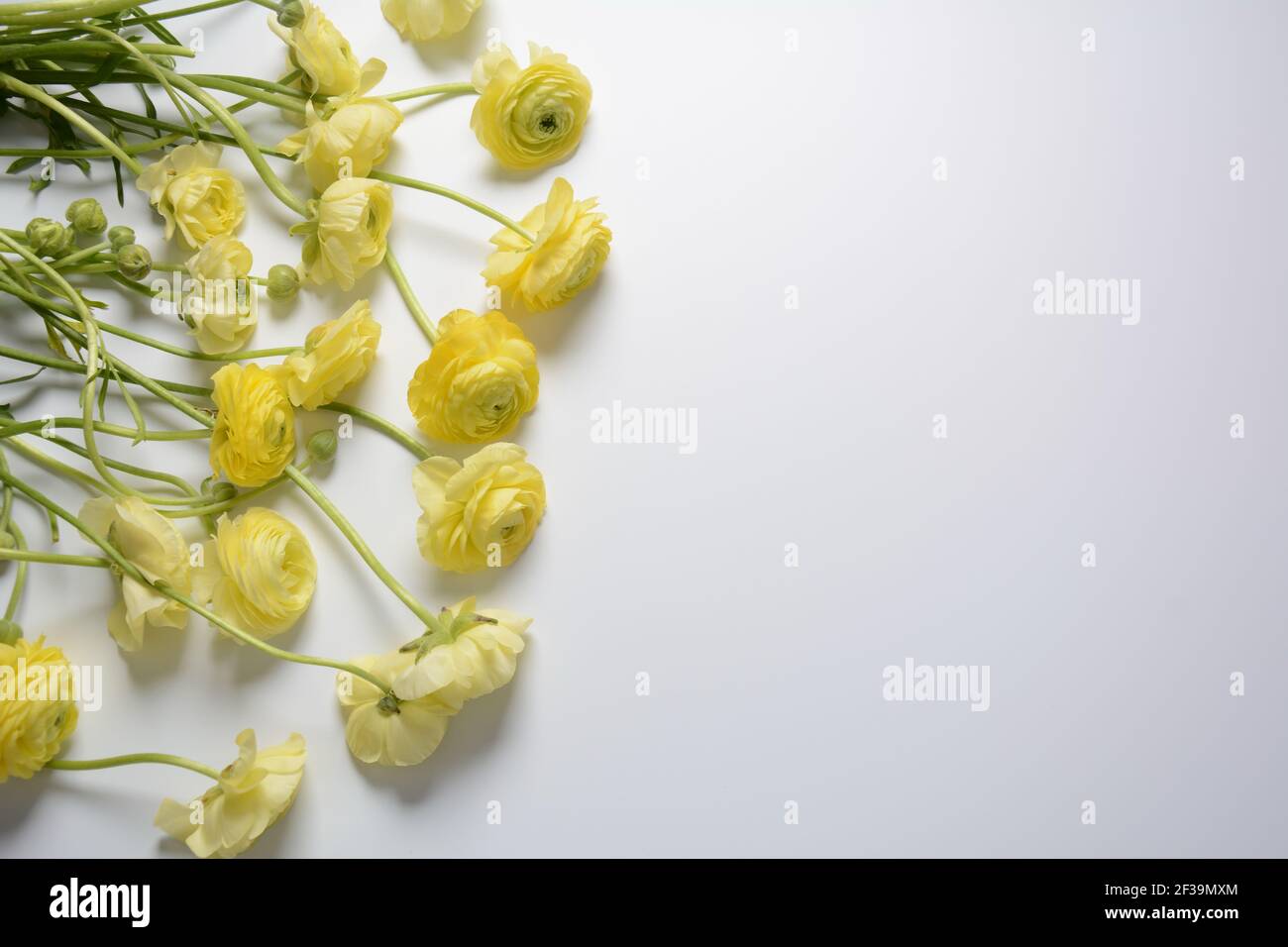 Ranunculus asiaticus o Persiano buttercup oro colore fiore, macro. Pasqua sfondo fiorito giallo. Colore giallo luminoso alla moda Foto Stock