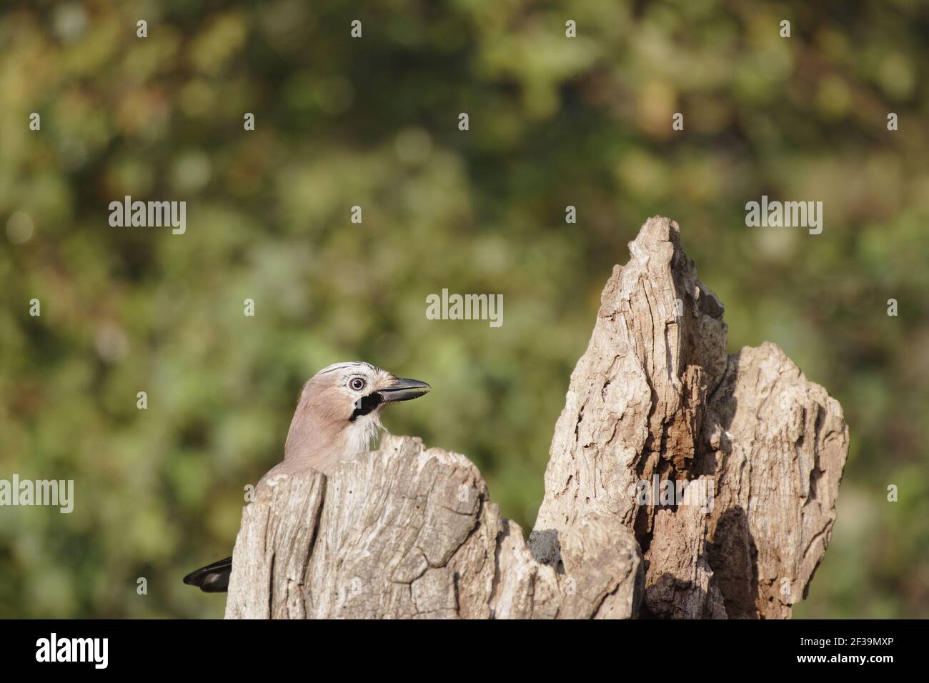 Jay - raccolta di ghiande in autunno Garrulus glandarius Lea Valley Park Herts, Regno Unito BI006753 Foto Stock