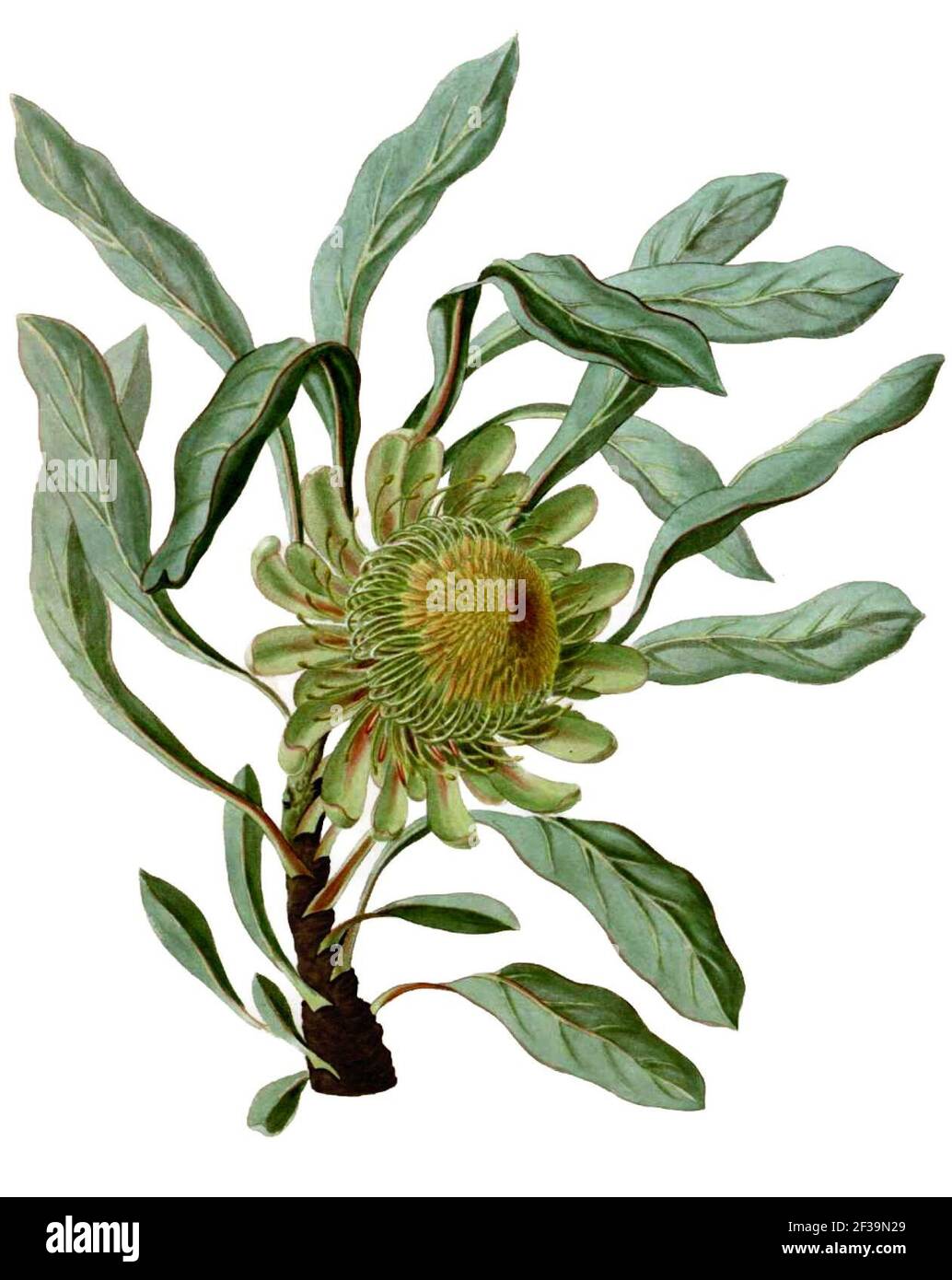 Protea acaulos (P. glaucophilla) (Paradisus Londinensis 11). Foto Stock