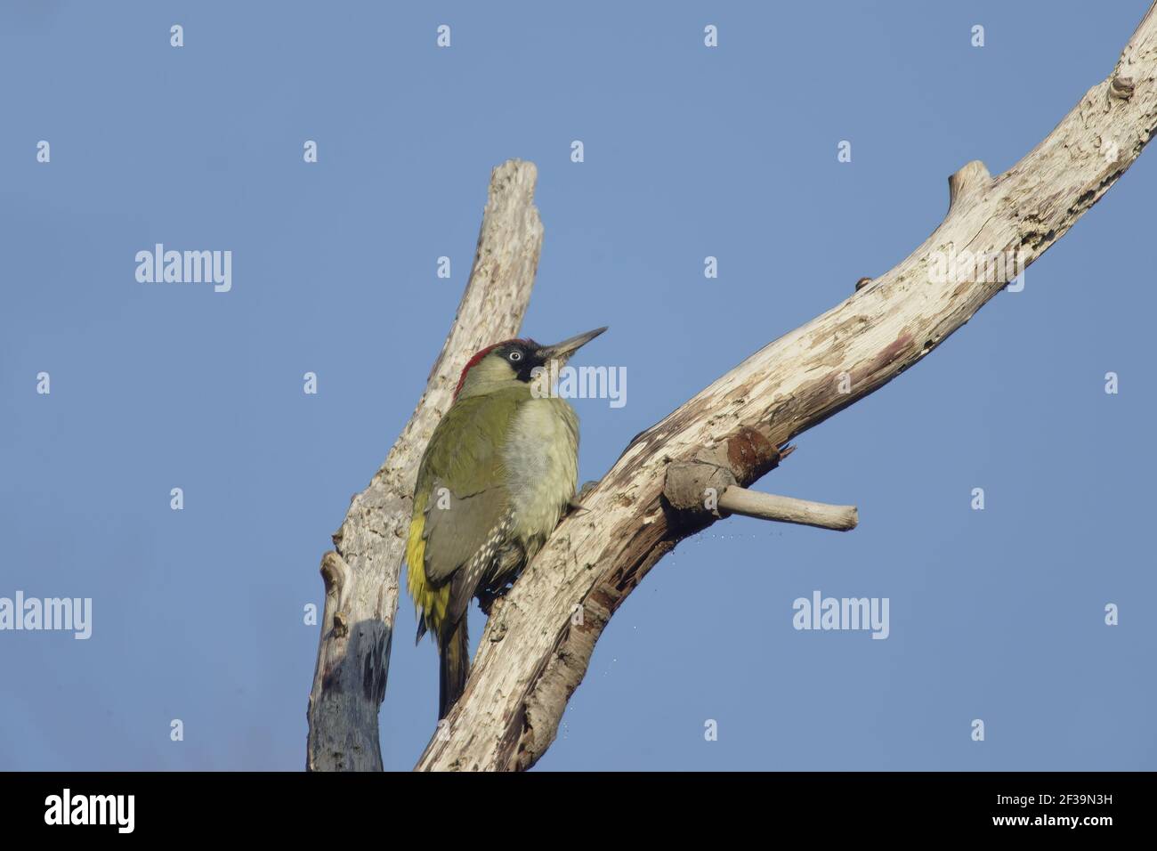 Green Woodpecker - a Dead TreePicus viridis Lea Valley Park Herts, Regno Unito BI006772 Foto Stock