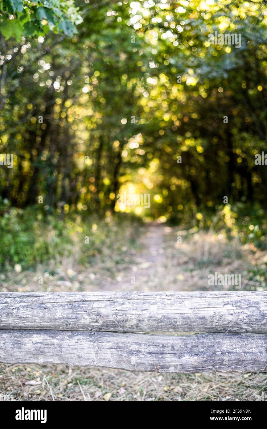 Sentiero bloccato da tronchi di legno Foto Stock