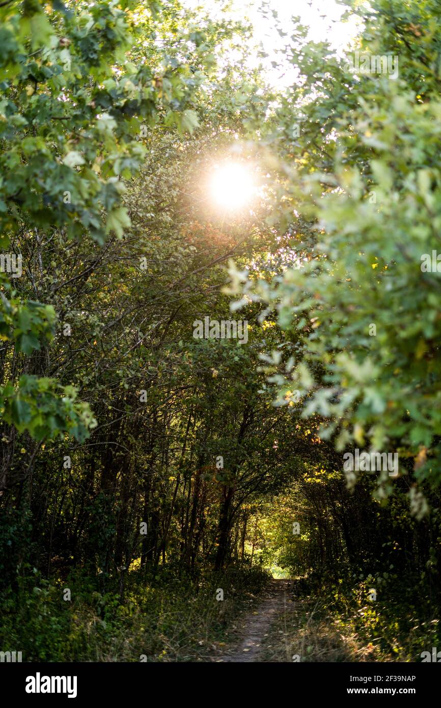 Vista del sentiero che passa attraverso la foresta Foto Stock