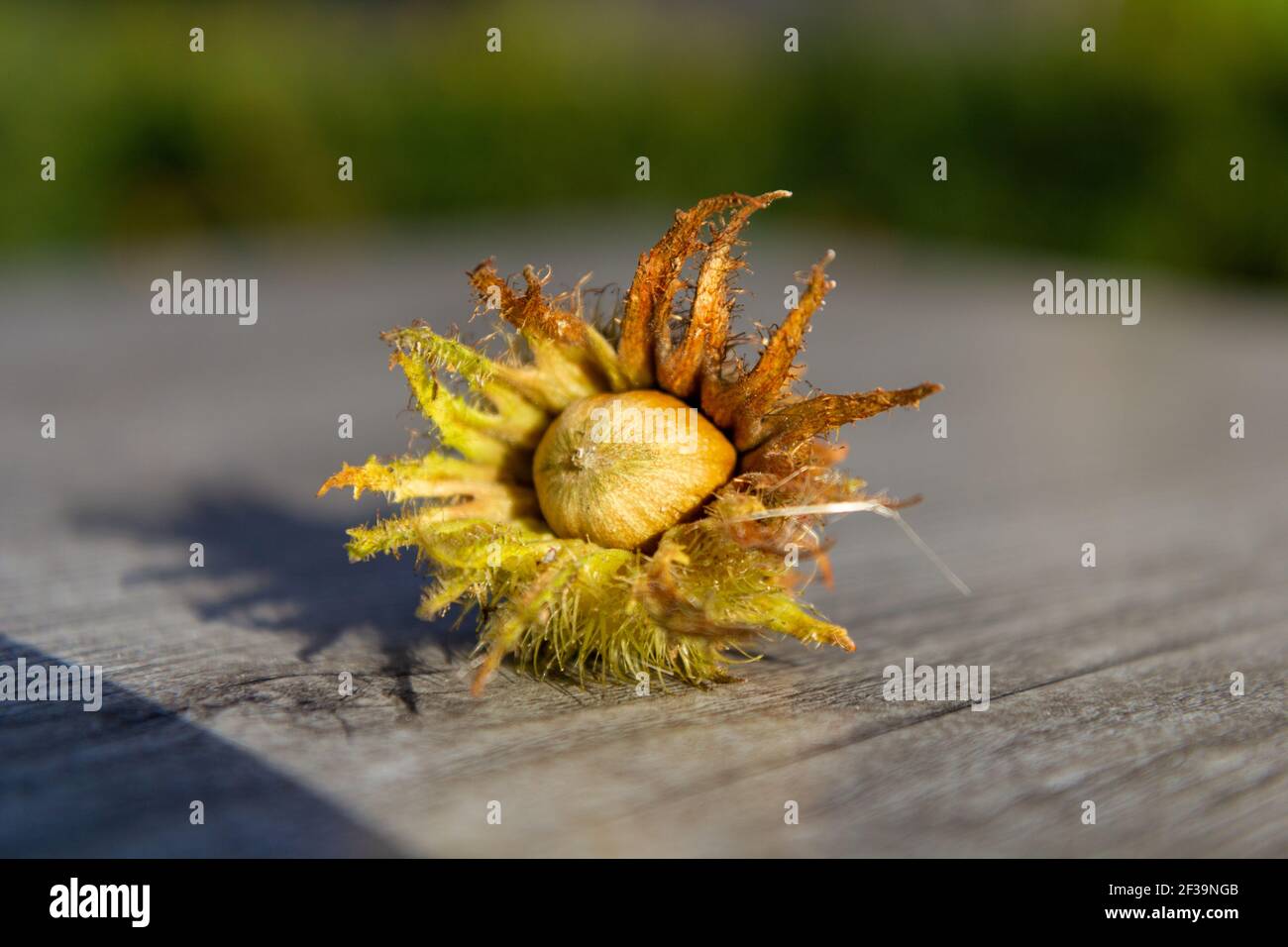 Dado rotto aperto al sole Foto Stock