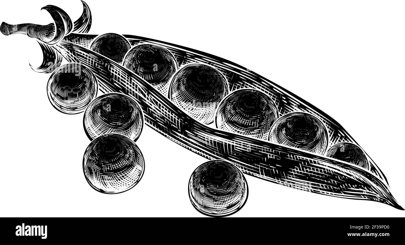 Peas Garden Green Sweet E Pod Vintage Woodcut Illustrazione Vettoriale