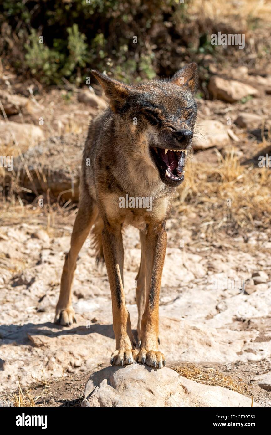 Lupo iberico (Canis lupus signatus) in Andalusia, Spagna Foto Stock