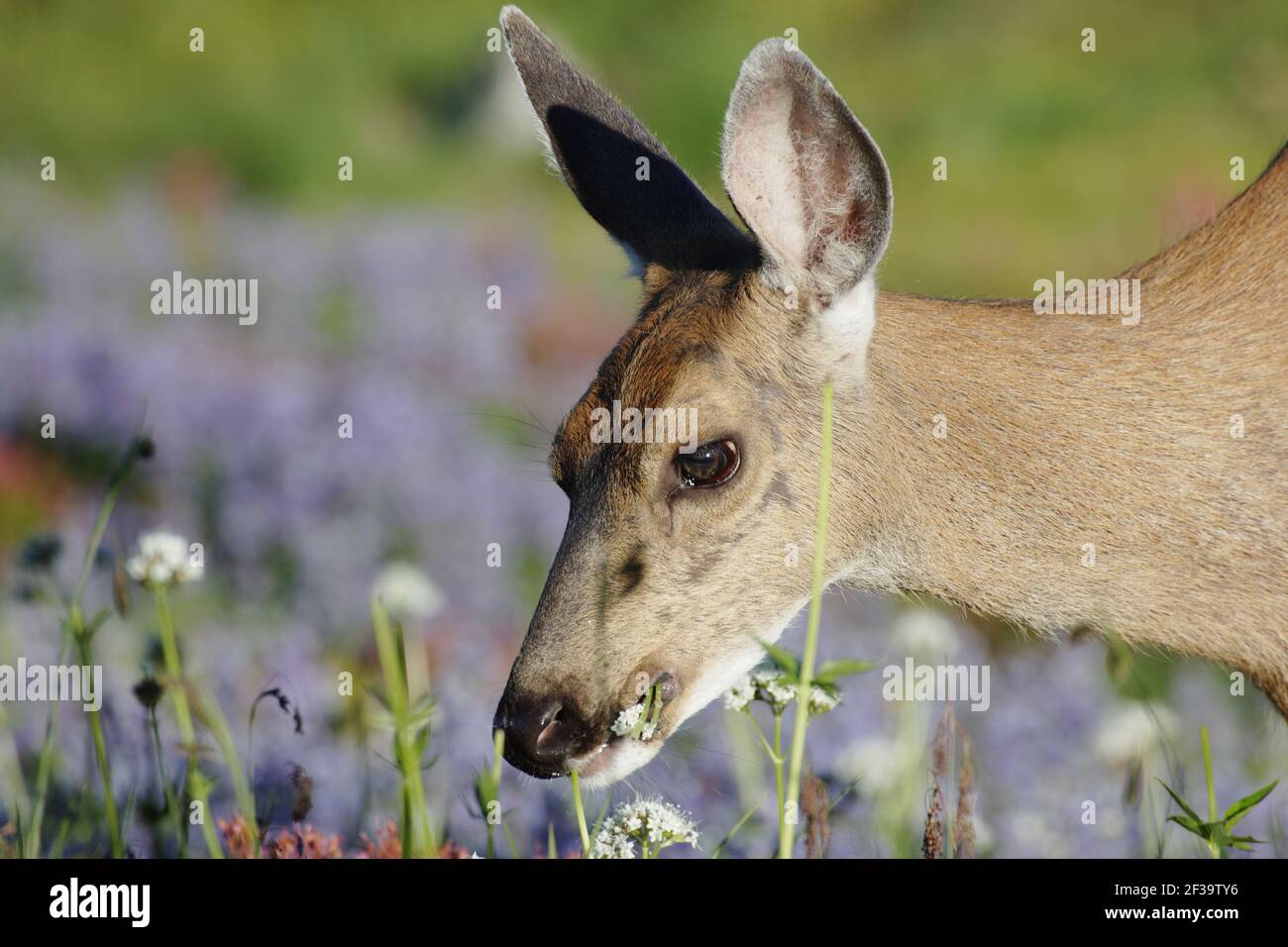 Cervi coda nera (sottospa di cervo di mulo) pascolando in prati subalpini (Odocoileus hemionus columbianus) Parco Nazionale del Monte Rainier, Stato di Washington, U. Foto Stock