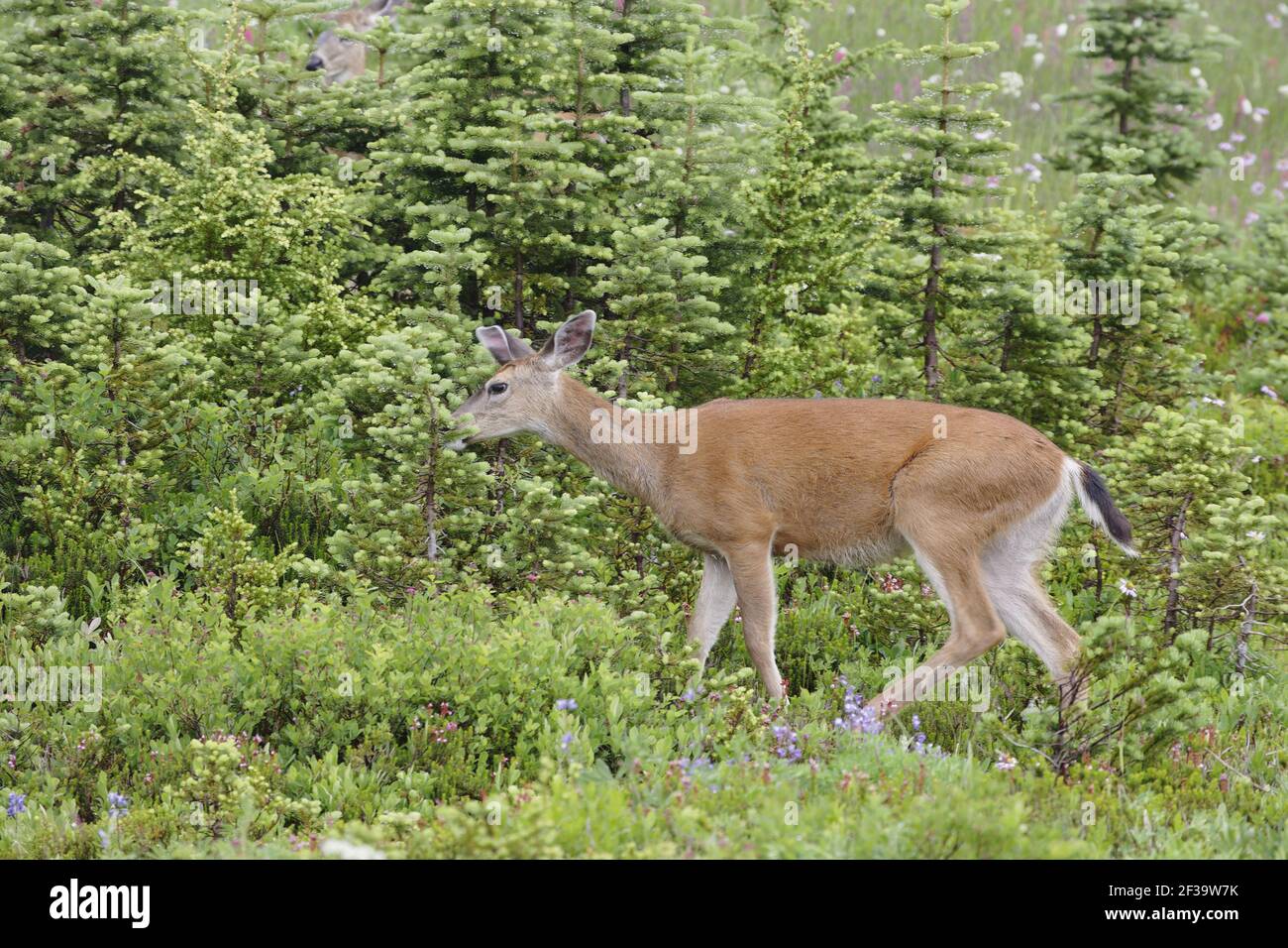 Cervi coda nera (sottospa di cervo di mulo) pascolando in prati subalpini (Odocoileus hemionus columbianus) Parco Nazionale del Monte Rainier, Stato di Washington, U. Foto Stock