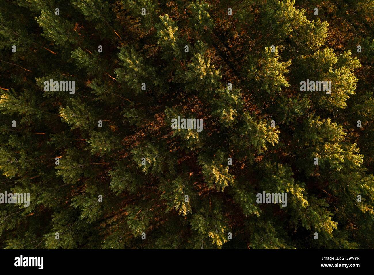 Vista aerea del modello di tretop di cottonwood dal drone pov, drone che vola sopra il verde bosco al tramonto estivo. Aspen alberi come simbolo della natura e envi Foto Stock