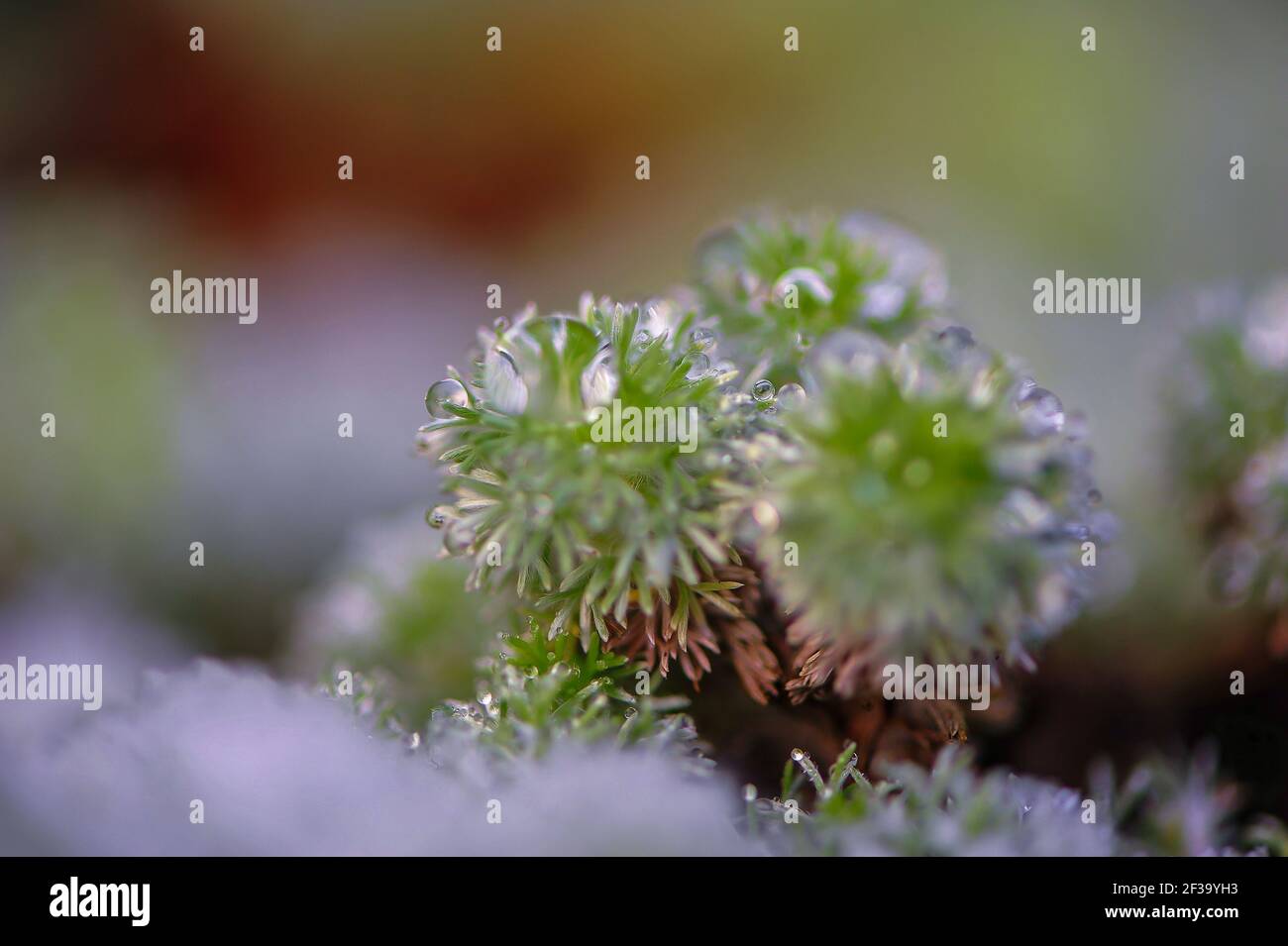 Sciogliendo la neve si formano goccioline d'acqua sul muschio verde. Primo piano estremo con sfondo sfocato Foto Stock