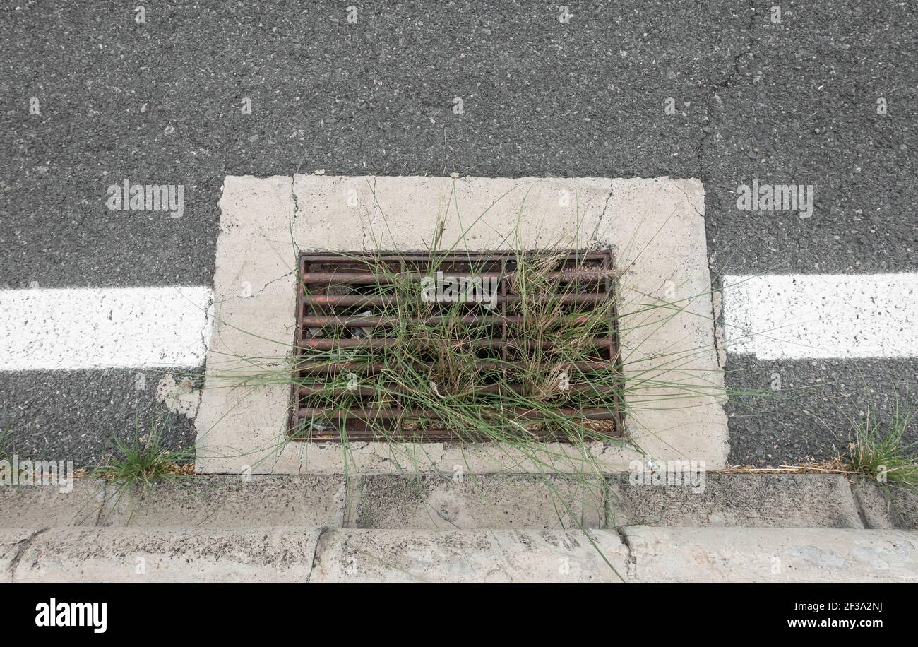 Vegetazione che cresce nel drenaggio laterale della strada. Scarico bloccato Foto Stock