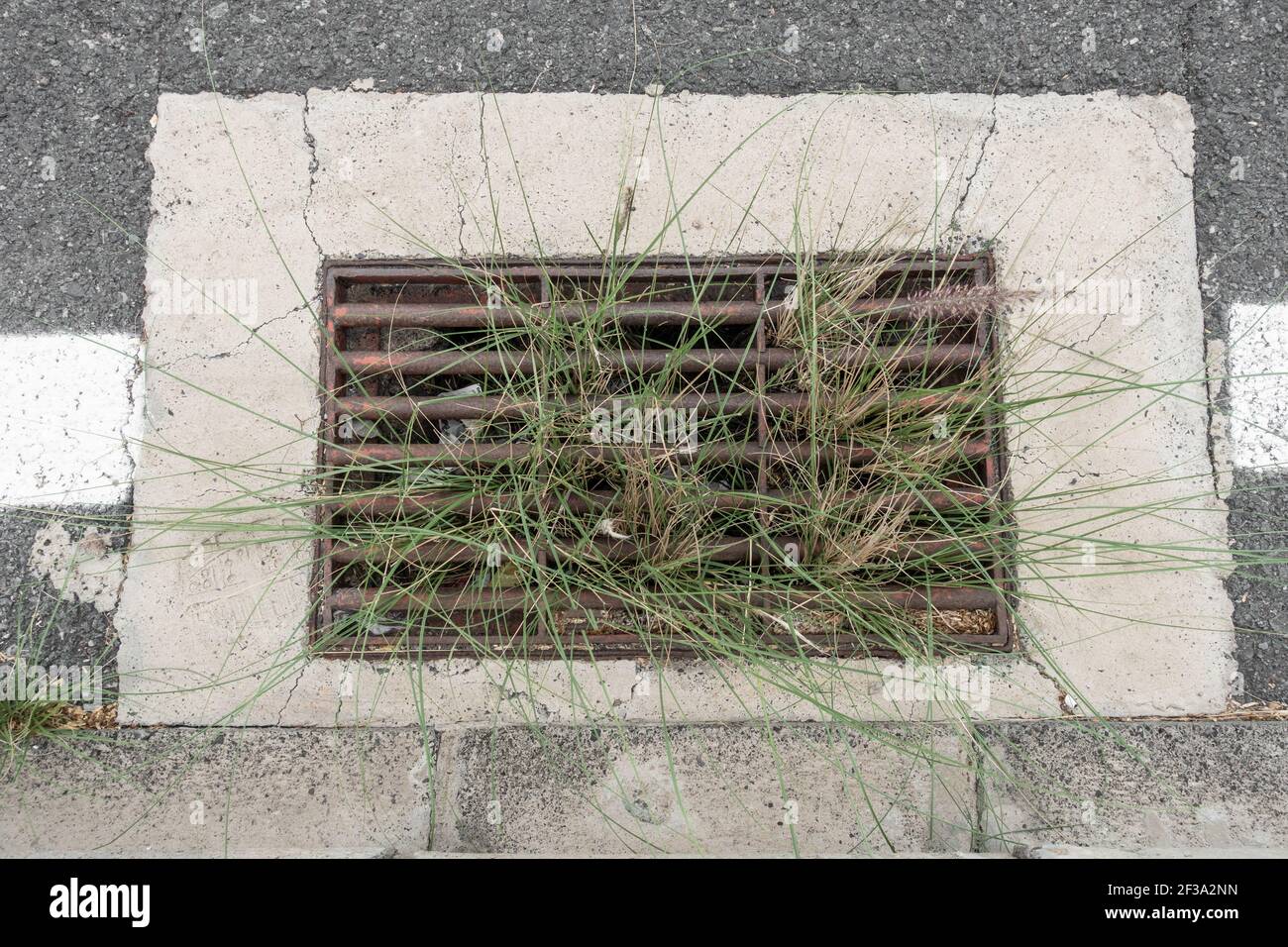 Vegetazione che cresce nel drenaggio laterale della strada. Scarico bloccato Foto Stock